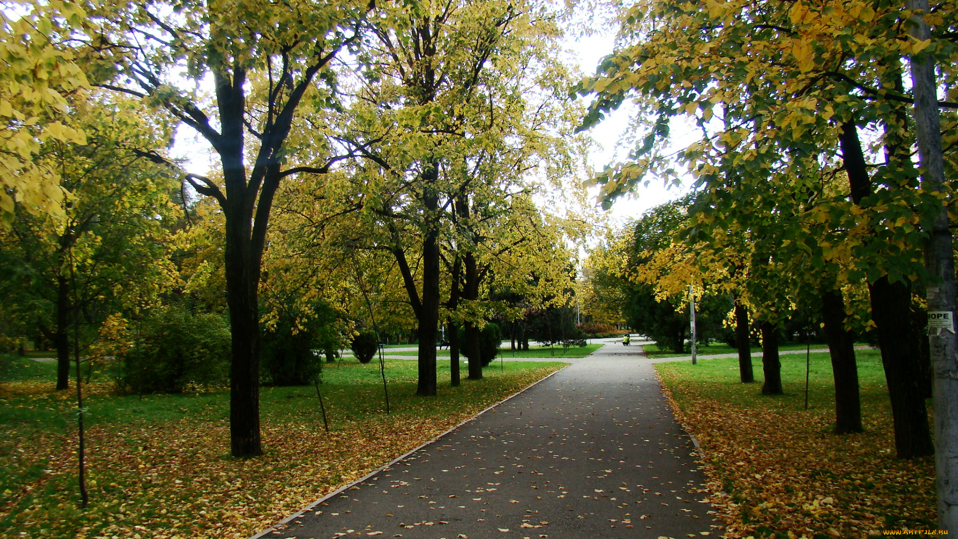 природа, парк, осень