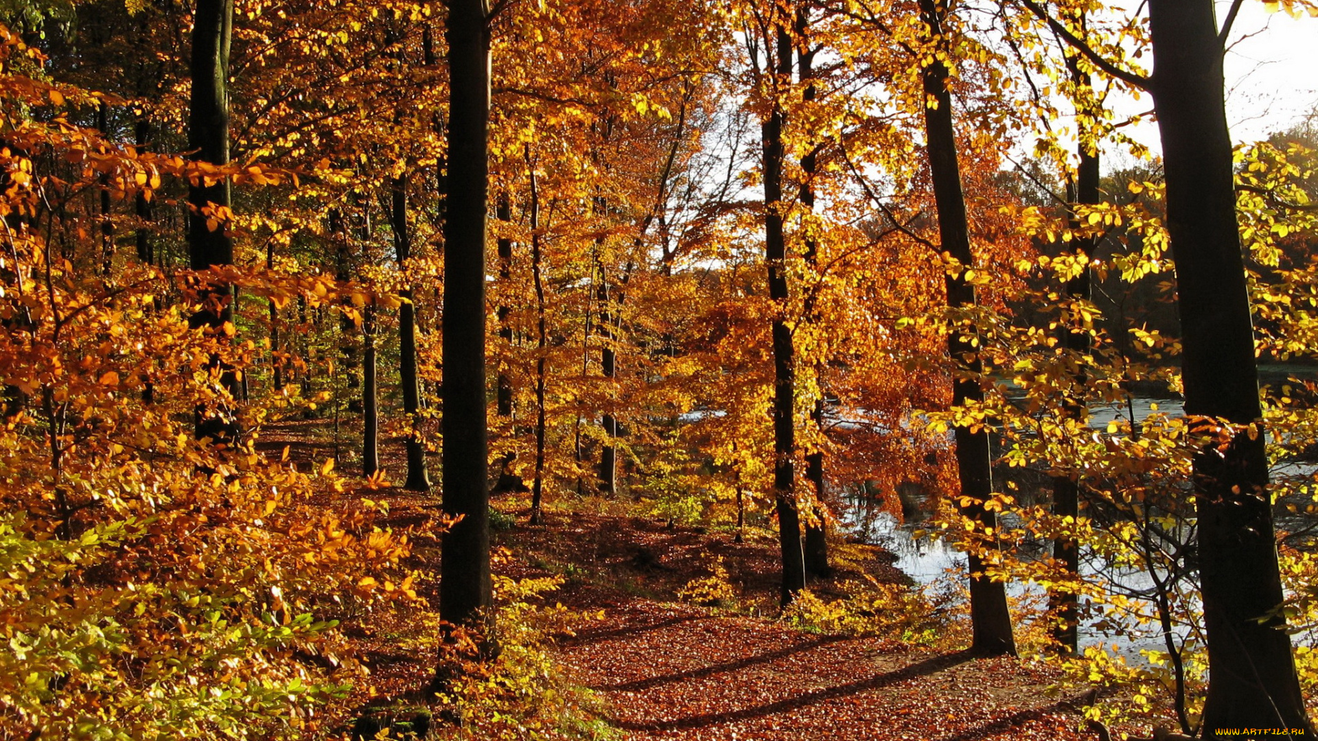 природа, парк, осень, река