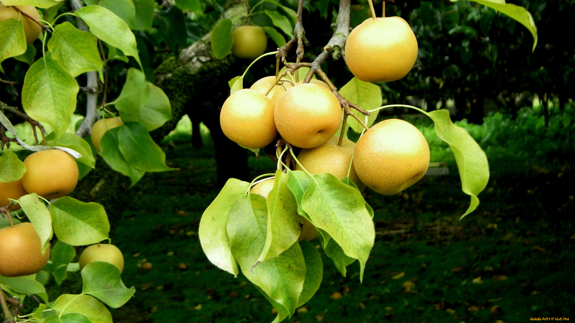 природа, плоды, листья, ветка