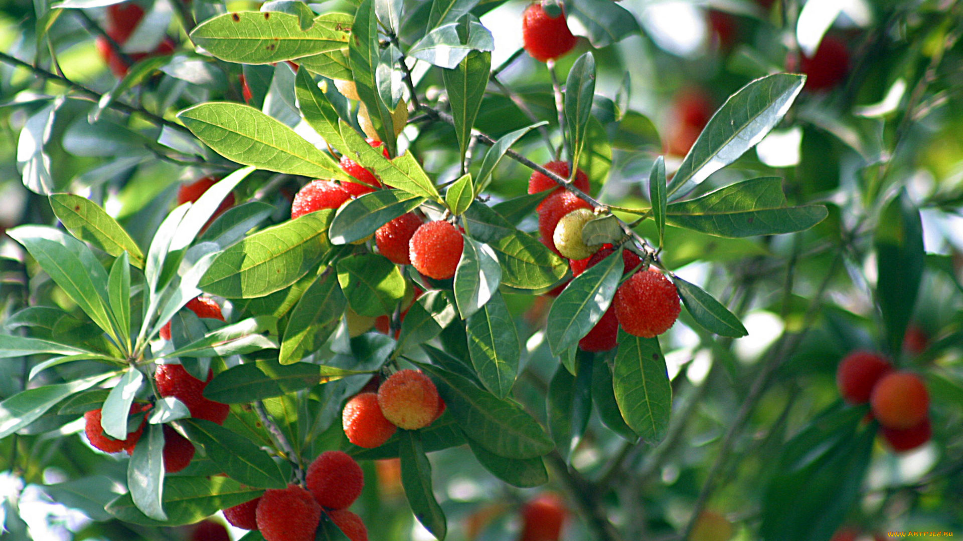 природа, плоды, ветка, листья