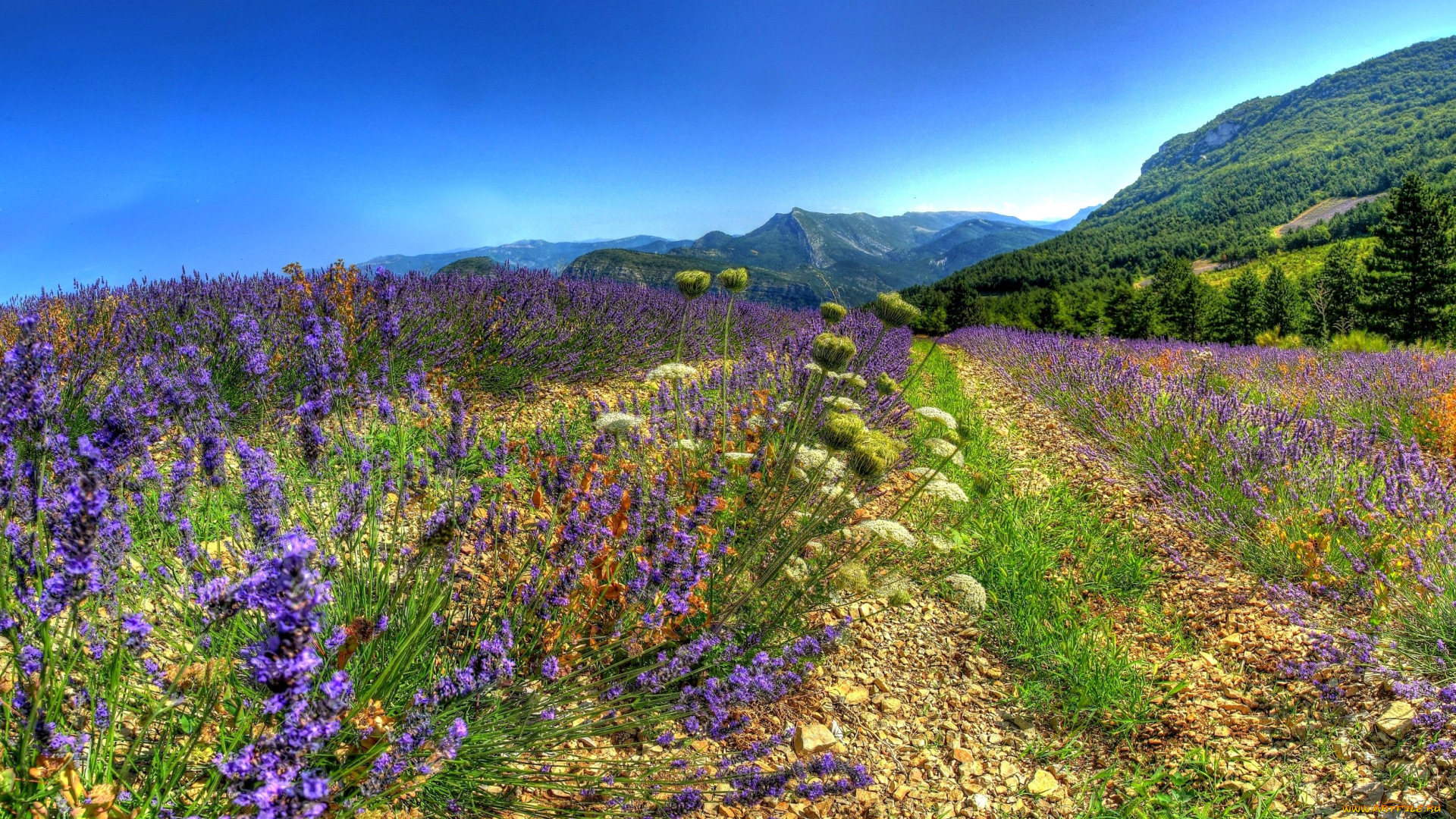 природа, поля, горы, леса, поле, цветы