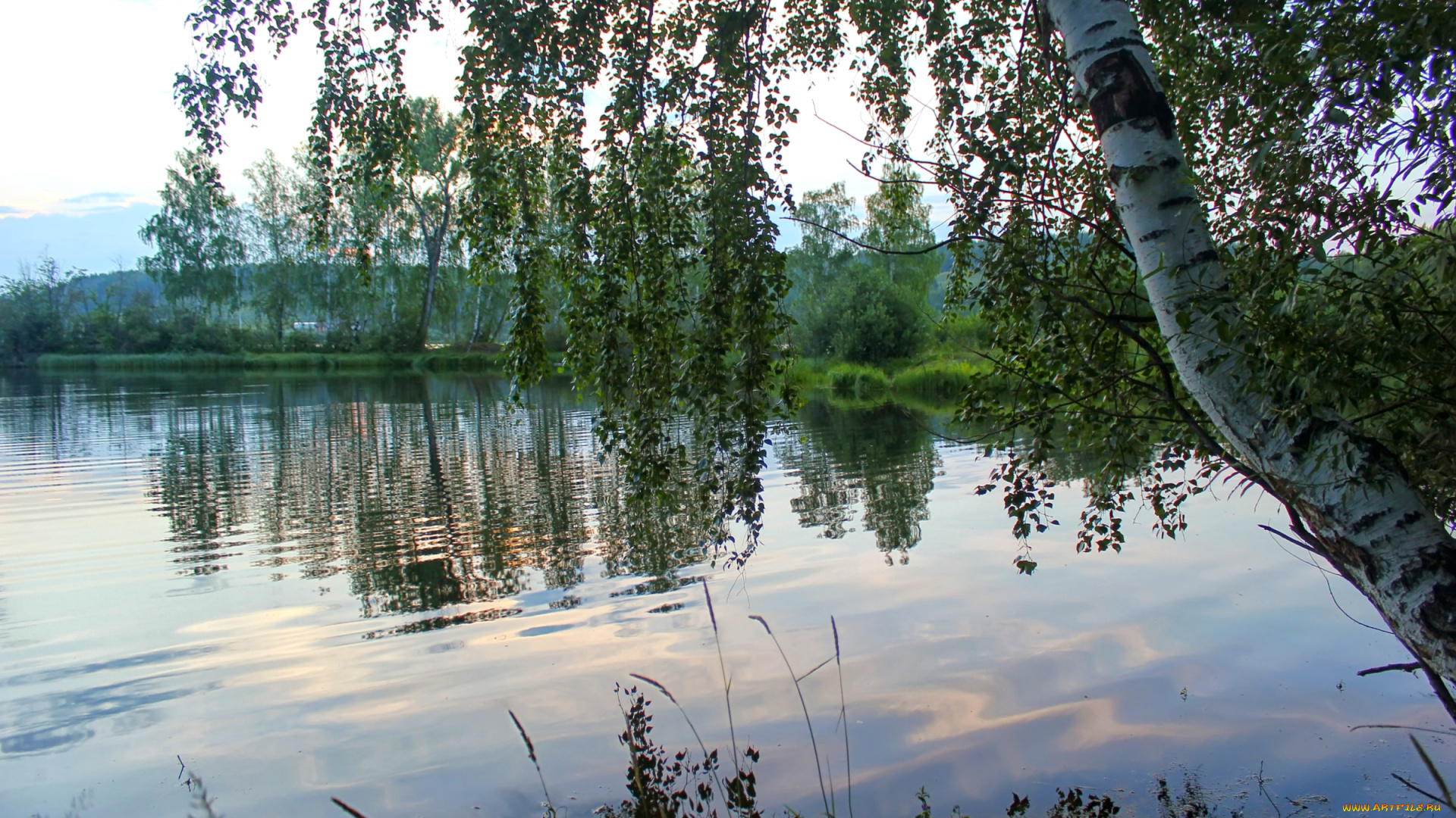 природа, реки, озера, вода, березы, ветви