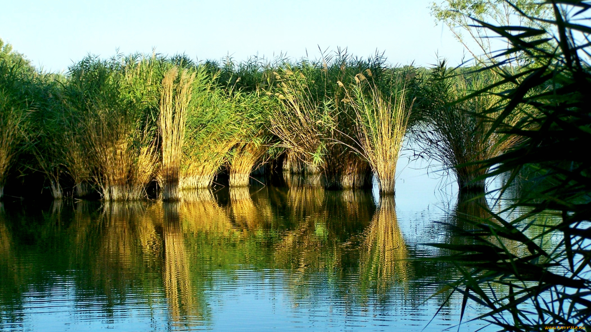 природа, реки, озера, заросли, заводь, тростник, река