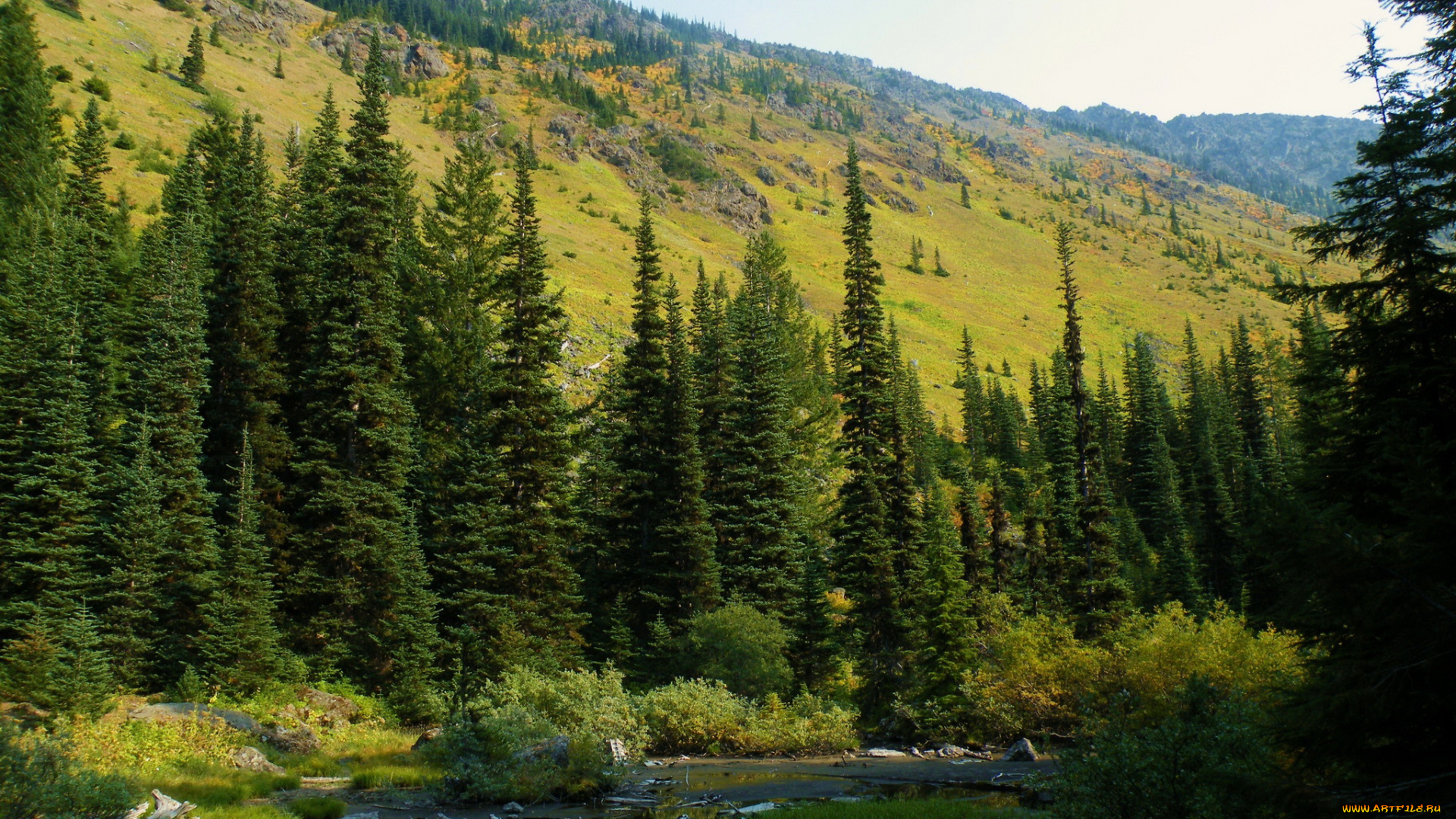 washington, mt, baker, snoqualmie, national, forest, природа, горы, ели, лес, ручей