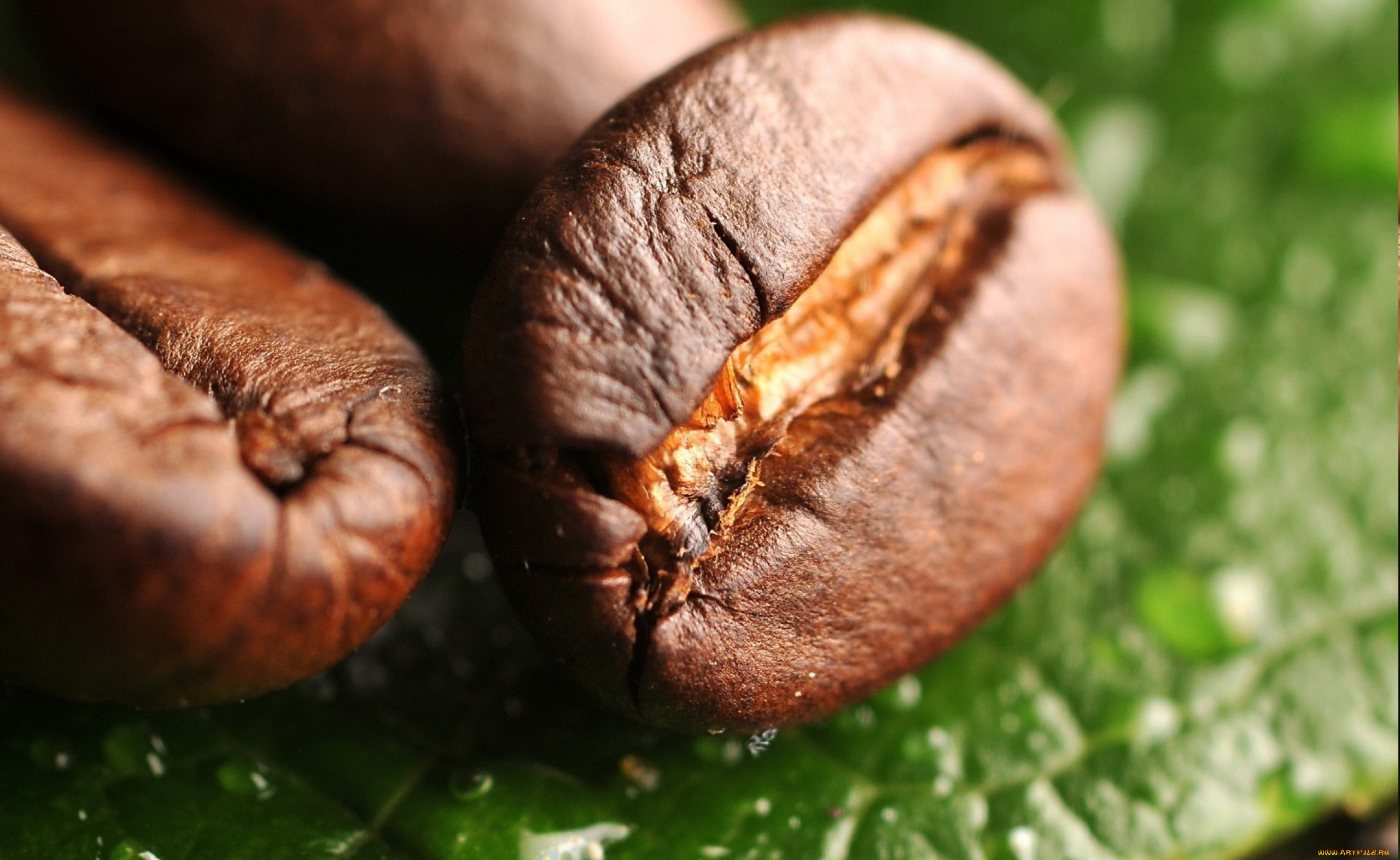 еда, кофе, кофейные, зёрна, зерна, листья