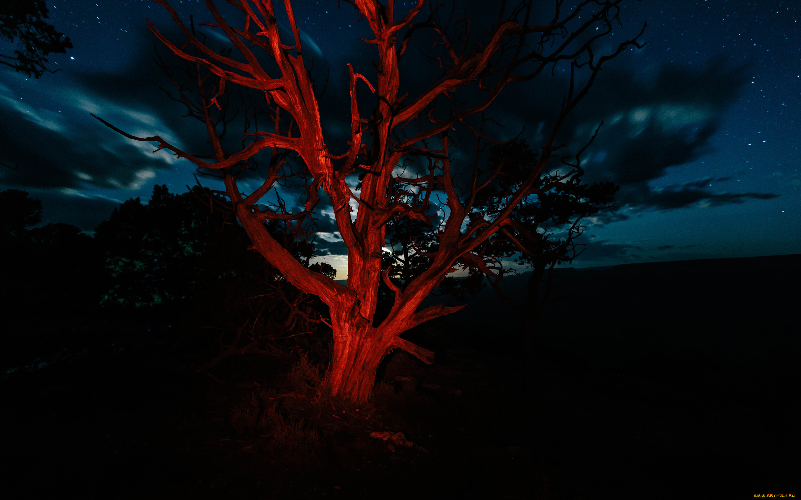 природа, деревья, ветви