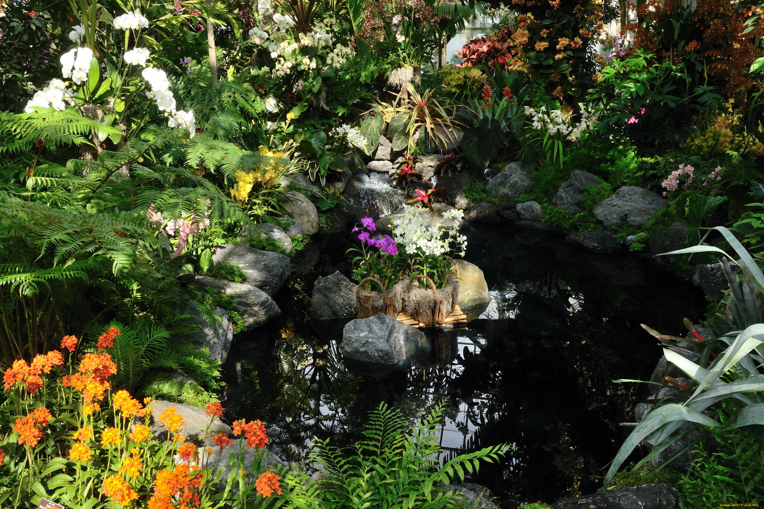 belmont, park, new, york, природа, парк, кусты, водоем, трава, цветы