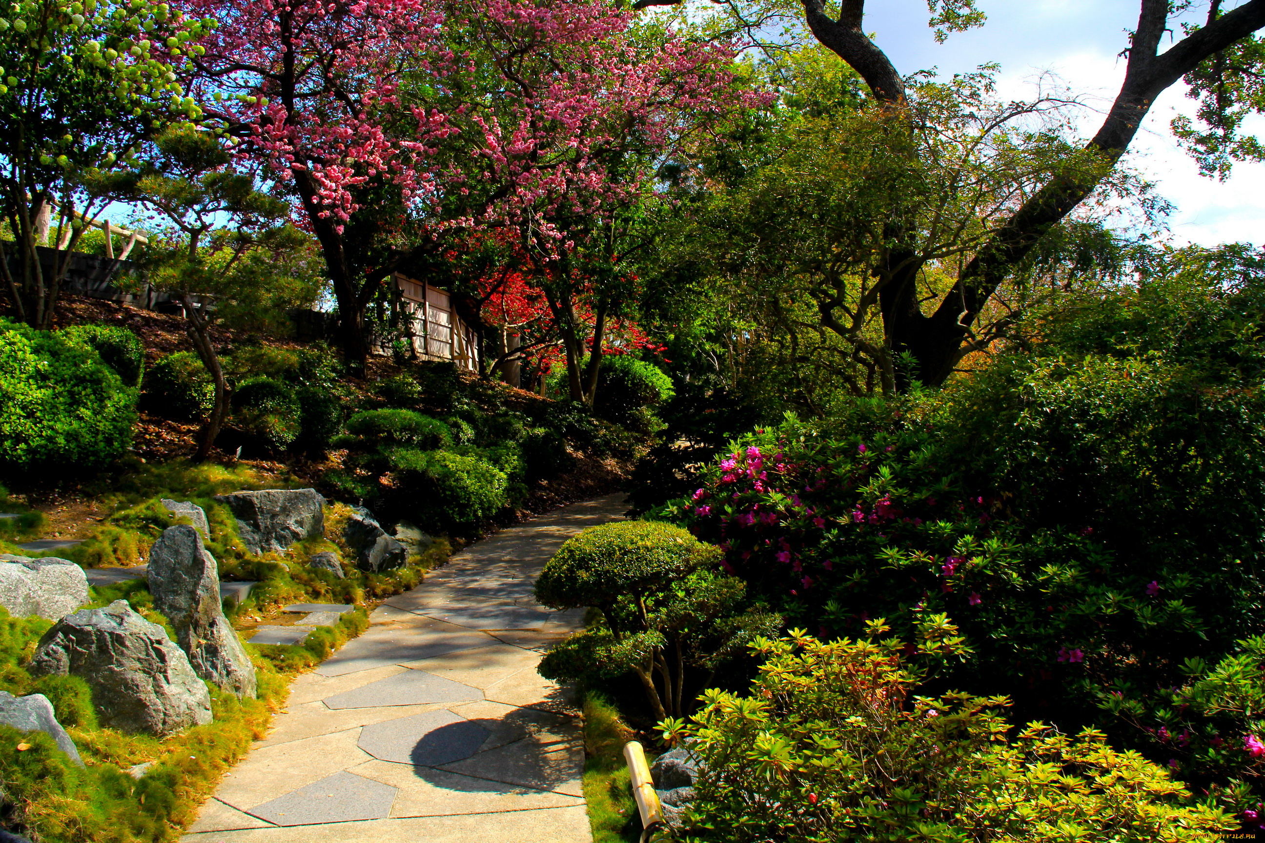 botanical, garden, san, marino, california, природа, парк, сад, цветы, деревья, дорожка