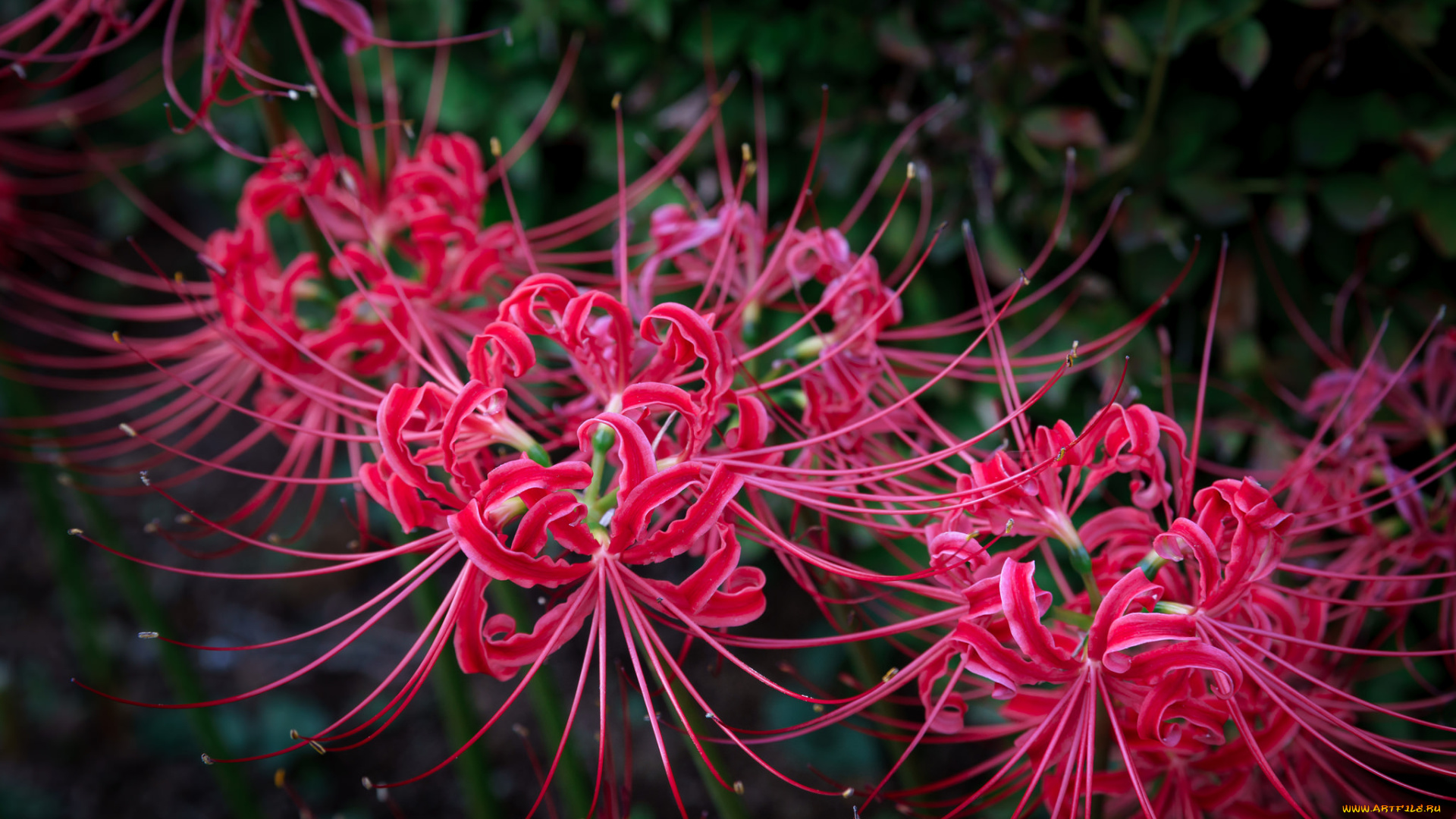 цветы, лилии, , лилейники, красные