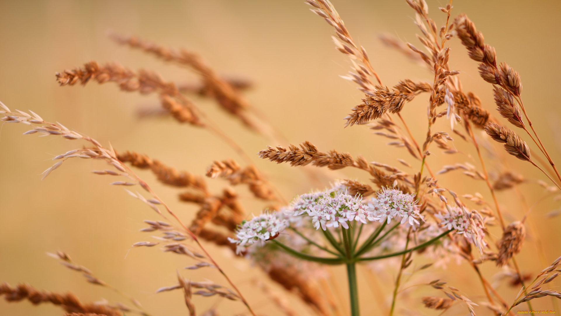 цветы, луговые, , полевые, , цветы, колосья, цветок, луг