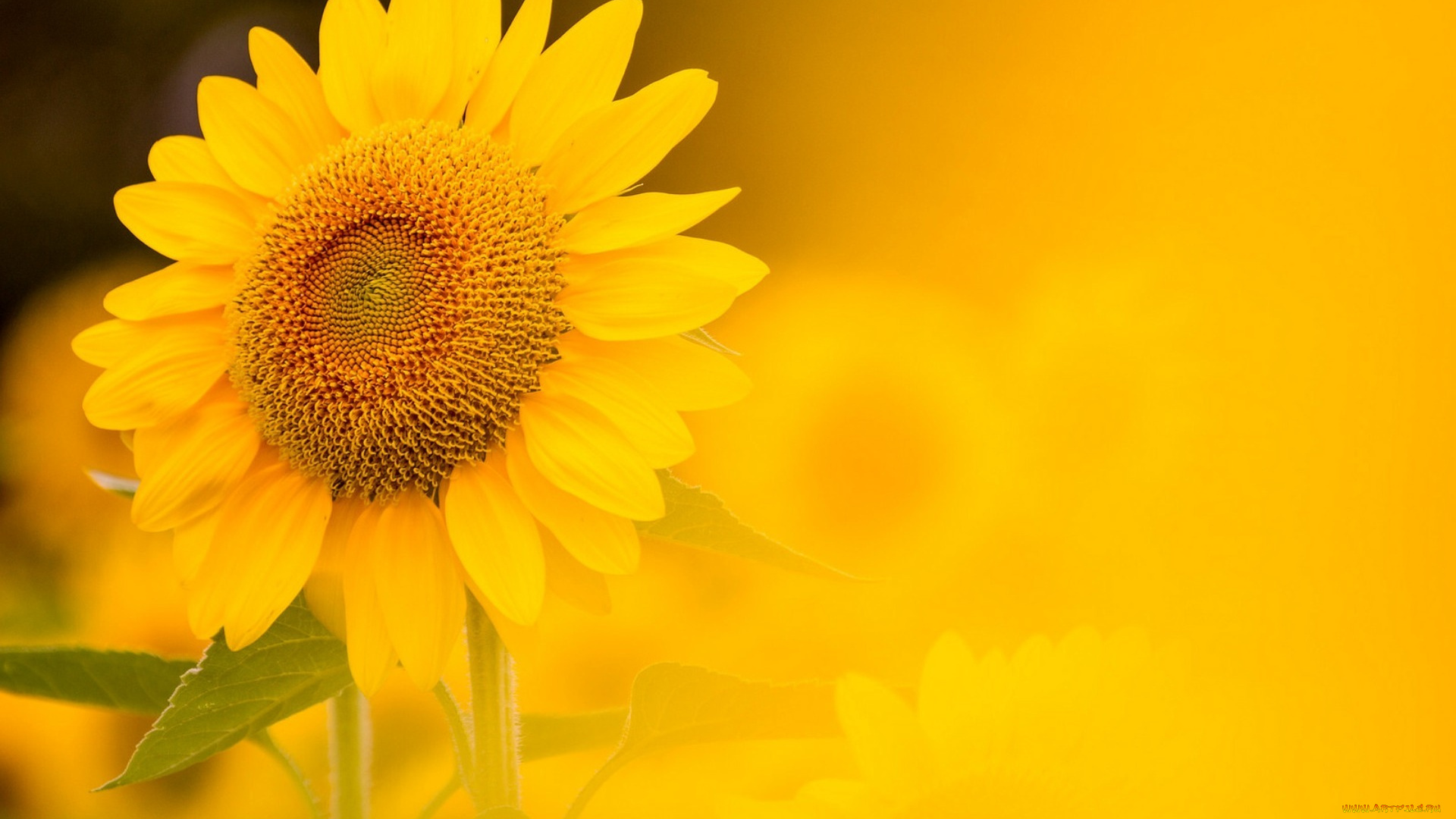 цветы, подсолнухи, природа, подсолнух, фон