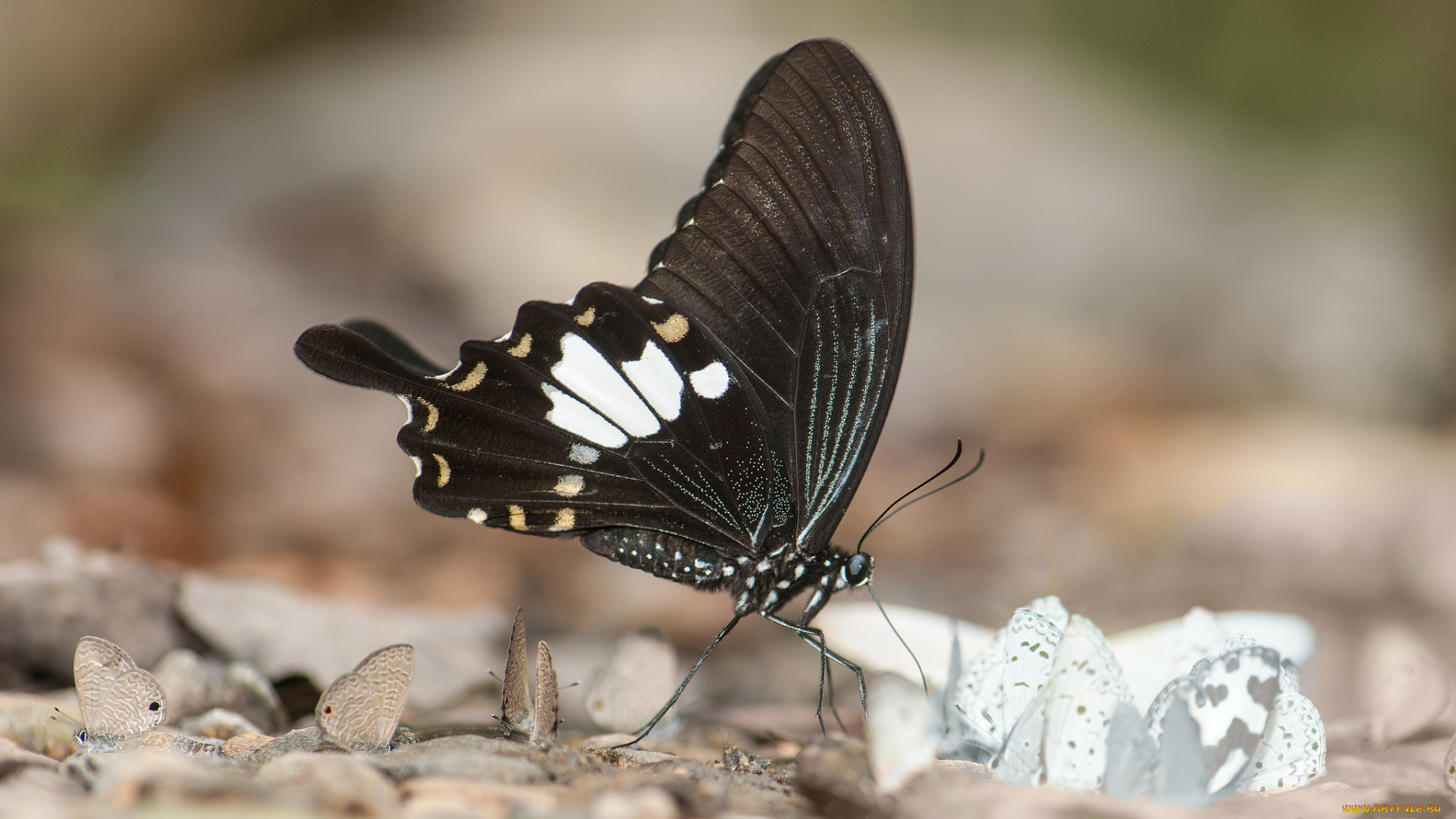 животные, бабочки, , мотыльки, , моли, бабочка, макро, фон, усики, крылья