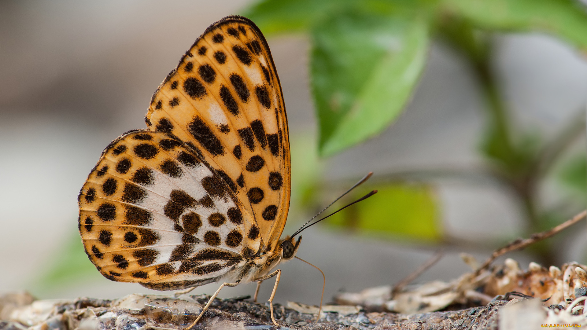 животные, бабочки, , мотыльки, , моли, фон, бабочка, усики, крылья, макро