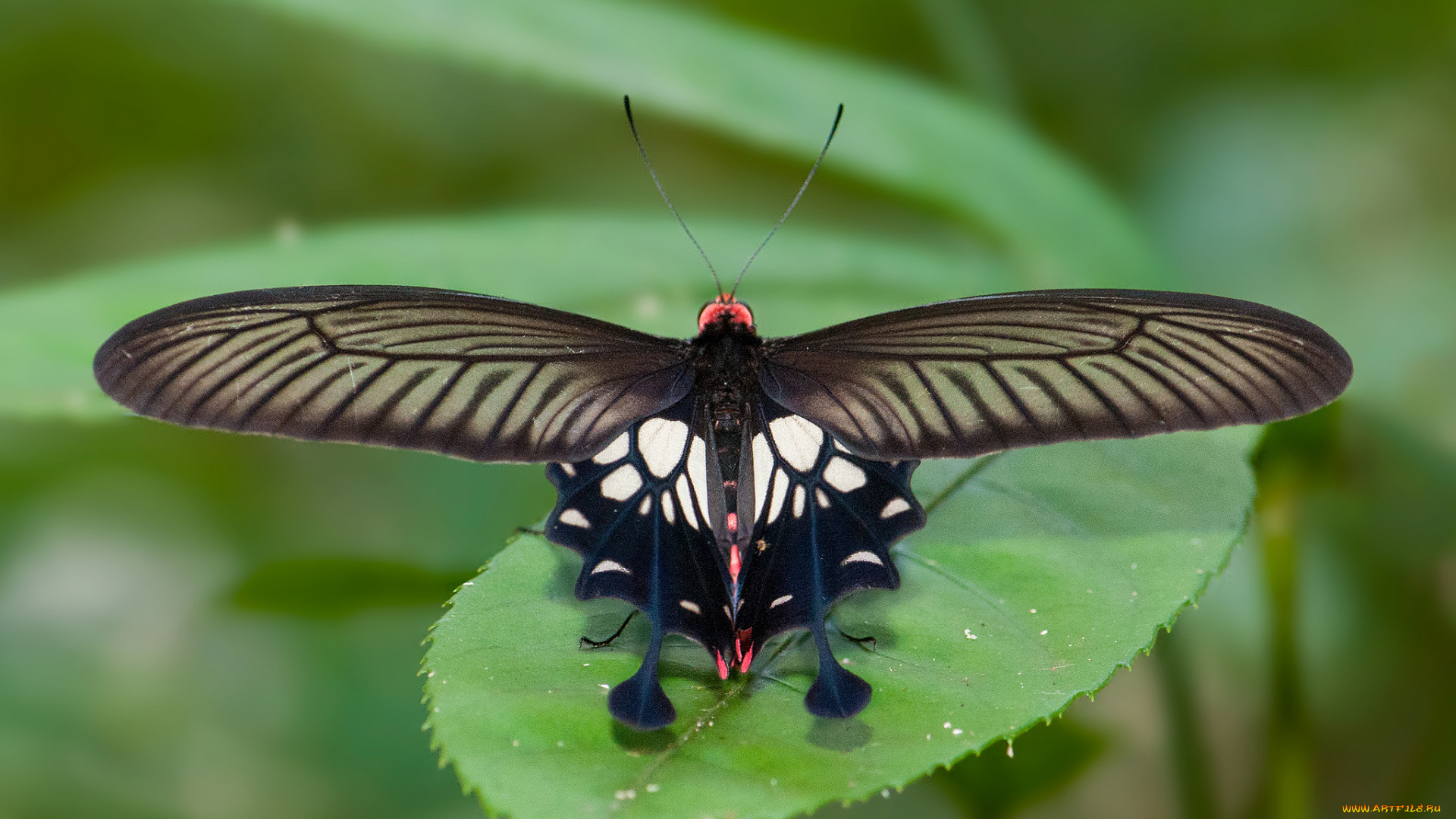 животные, бабочки, , мотыльки, , моли, фон, макро, усики, бабочка, крылья