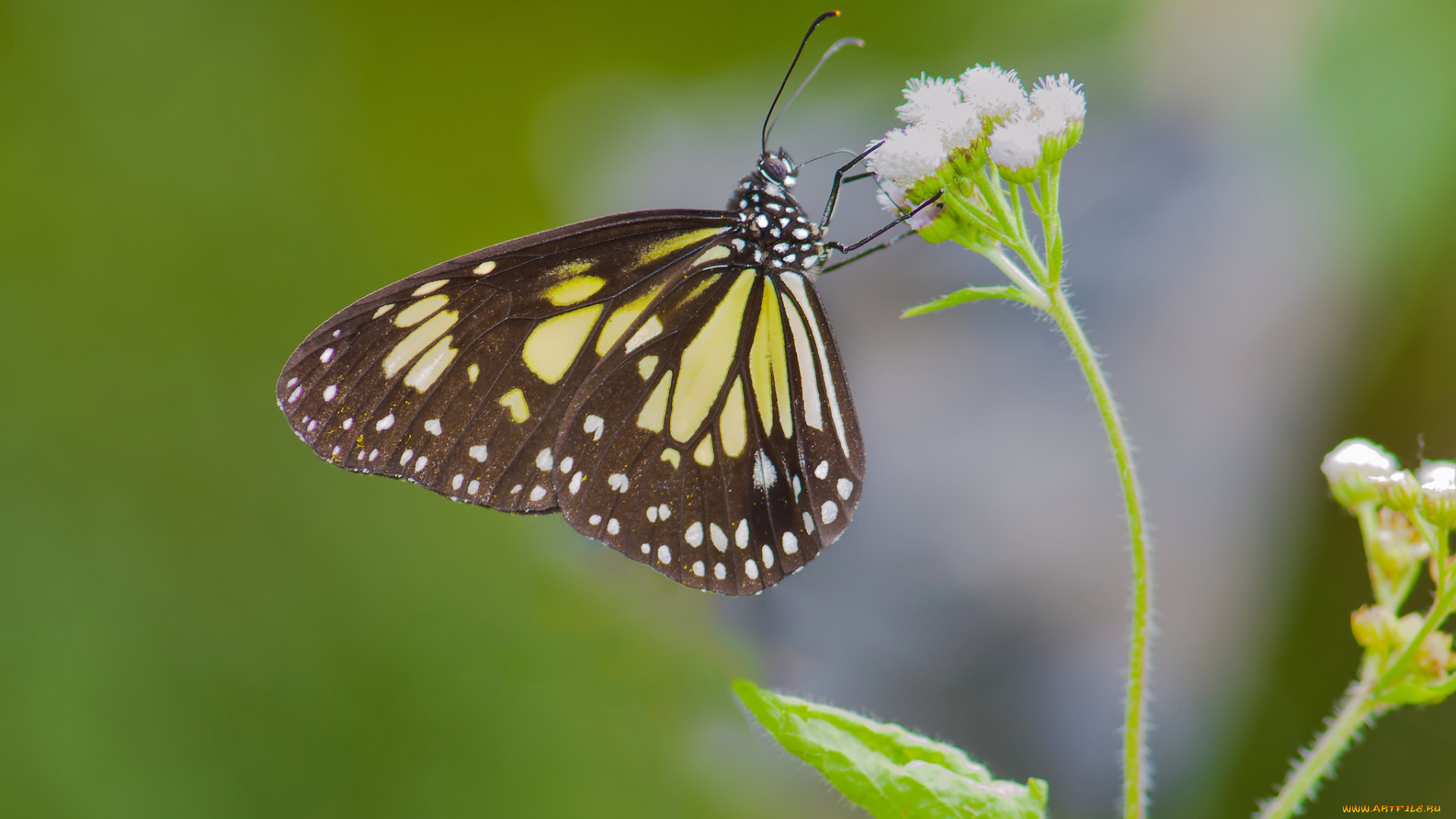 животные, бабочки, , мотыльки, , моли, фон, усики, крылья, бабочка, макро