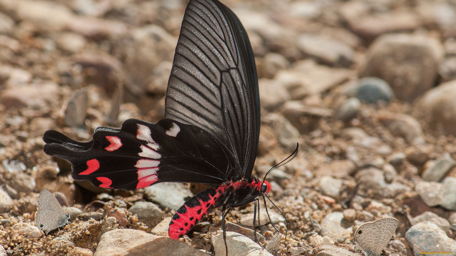 животные, бабочки, , мотыльки, , моли, крылья, макро, фон, усики, бабочка