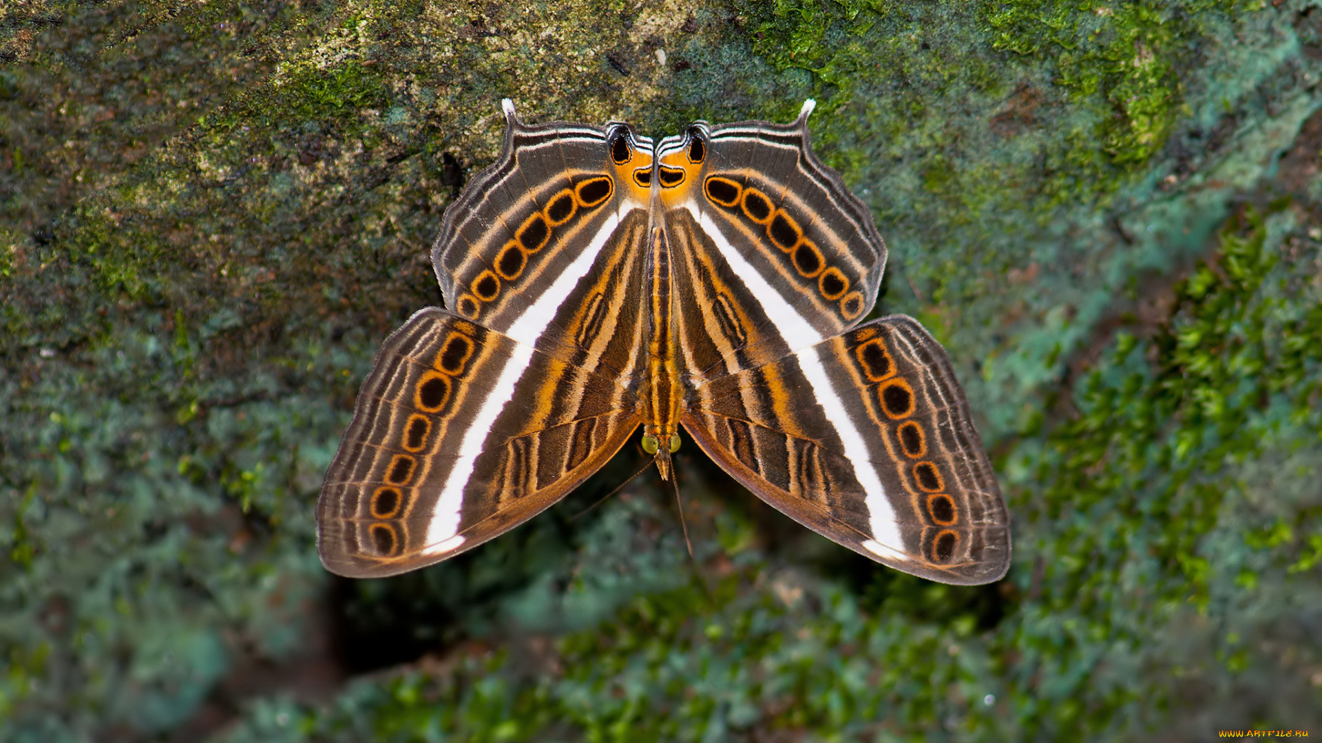 животные, бабочки, , мотыльки, , моли, макро, фон, усики, крылья, бабочка