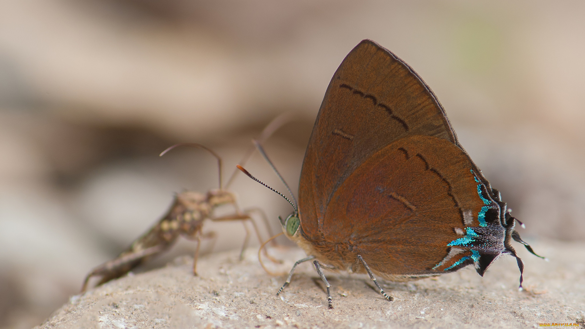 животные, бабочки, , мотыльки, , моли, усики, крылья, бабочка, фон, макро