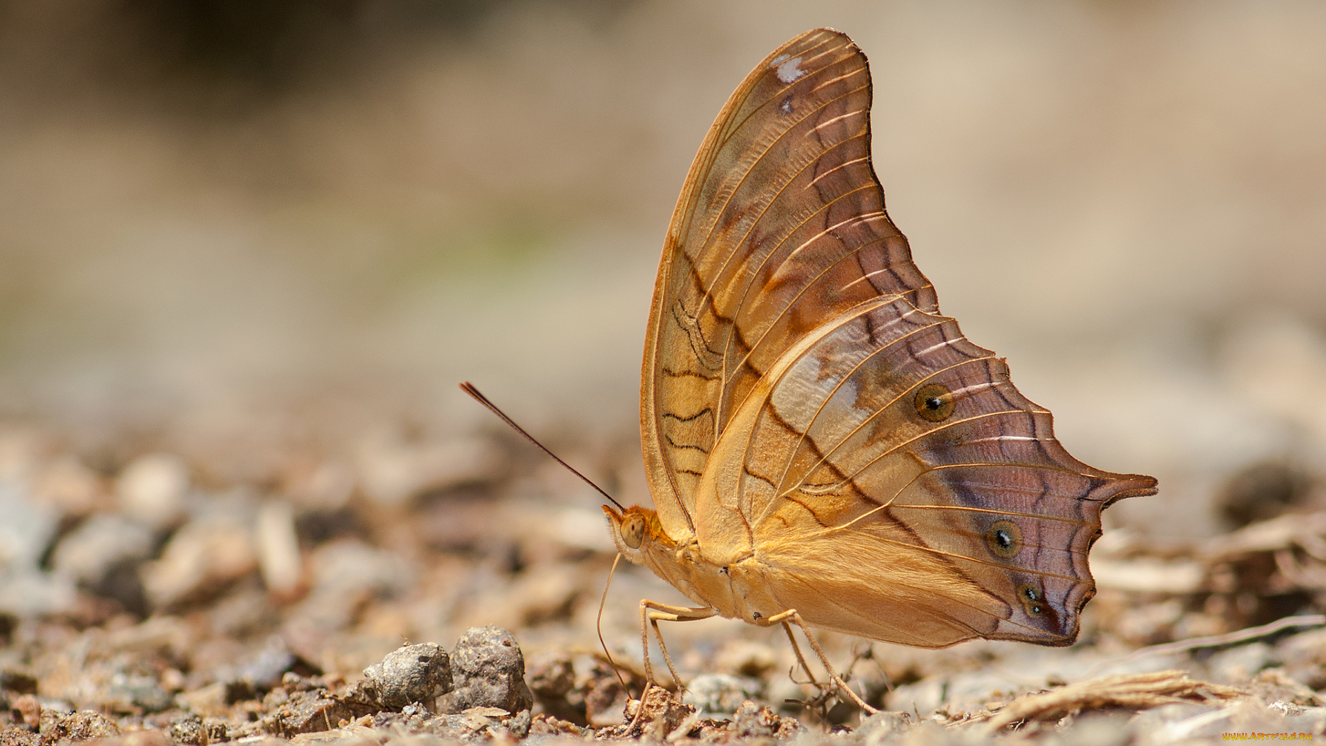 животные, бабочки, , мотыльки, , моли, усики, крылья, макро, бабочка, фон