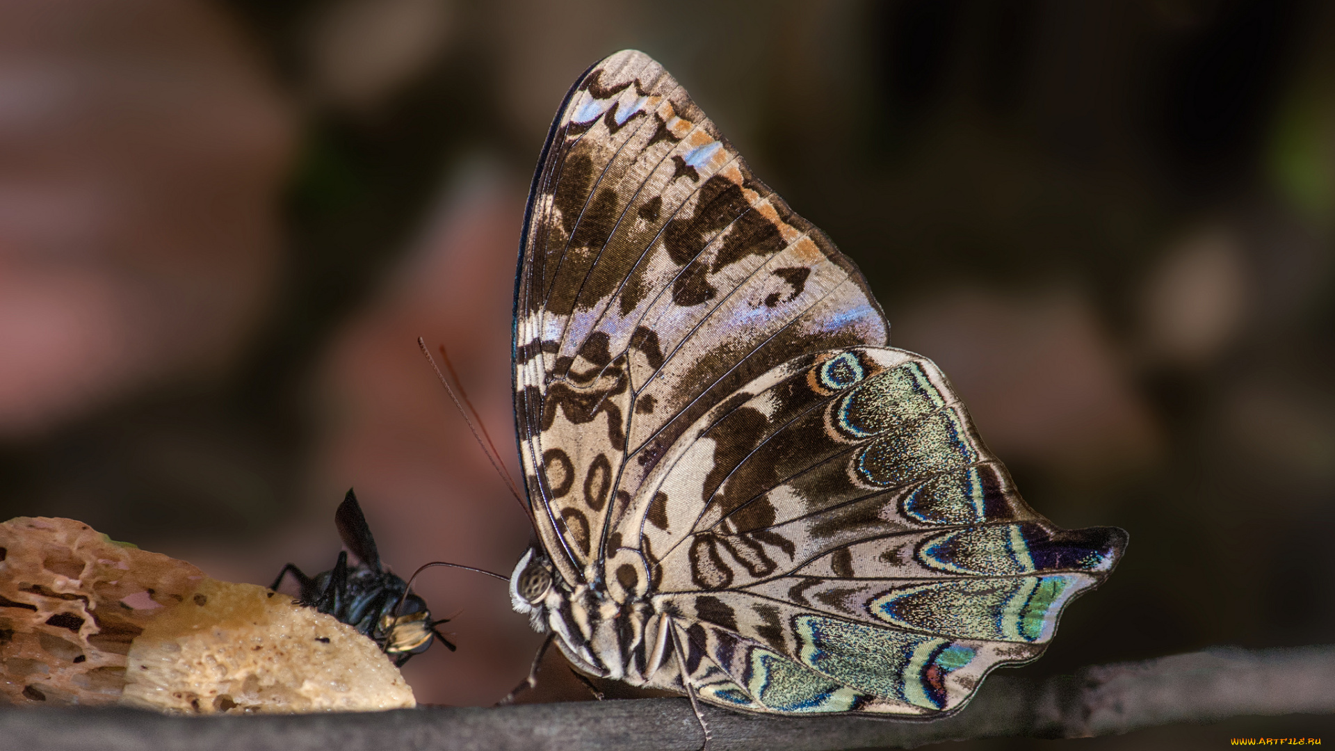 животные, бабочки, , мотыльки, , моли, усики, фон, крылья, бабочка, макро