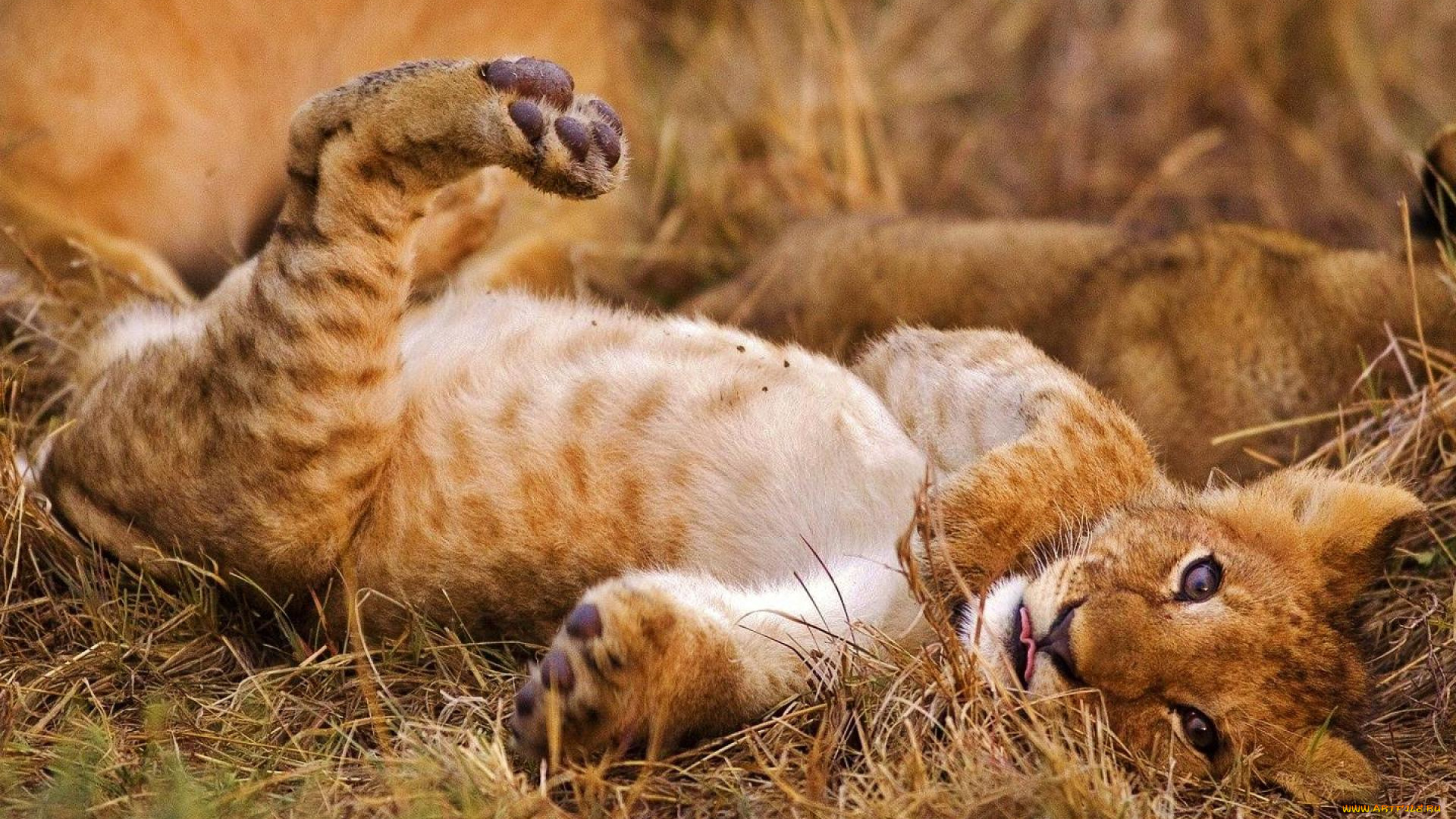 животные, львы, отдых, лапы, трава, львенок