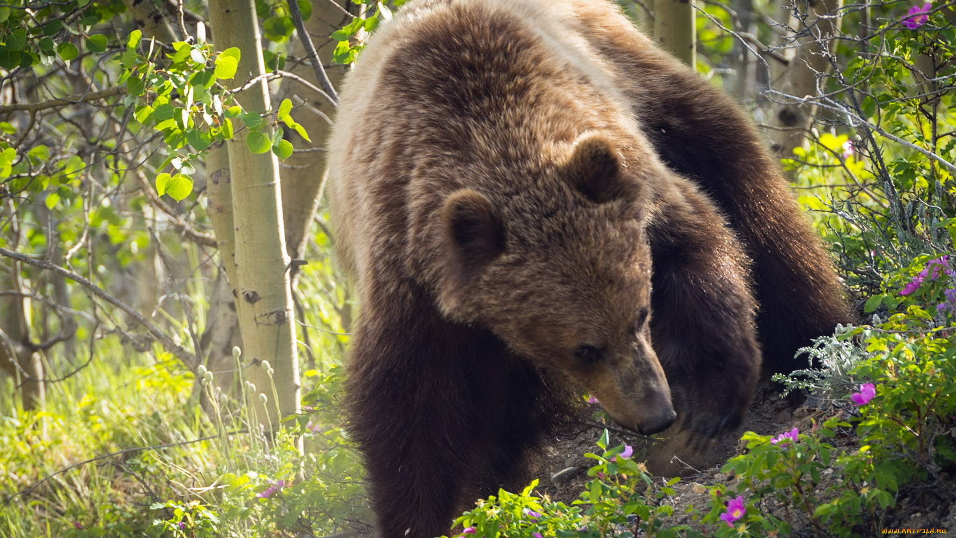 животные, медведи, фон, медведь, природа