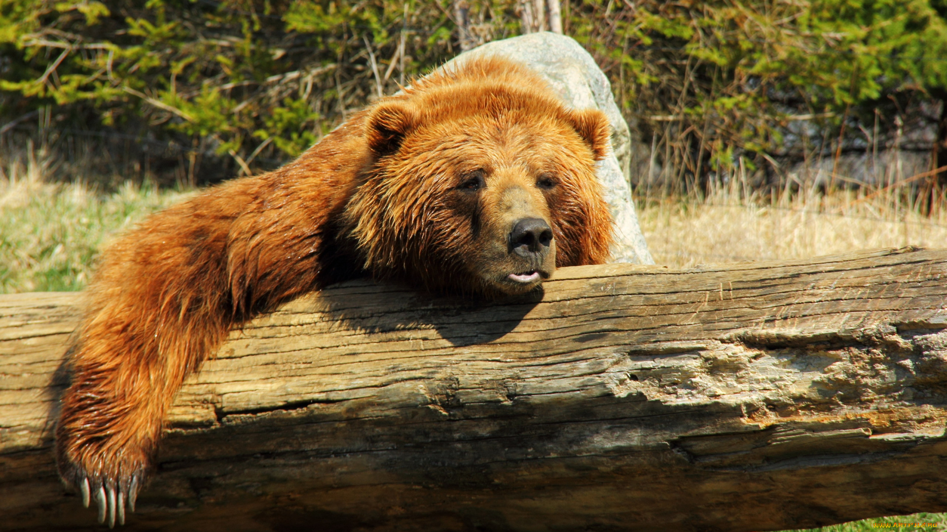 животные, медведи, медведь, природа, лес