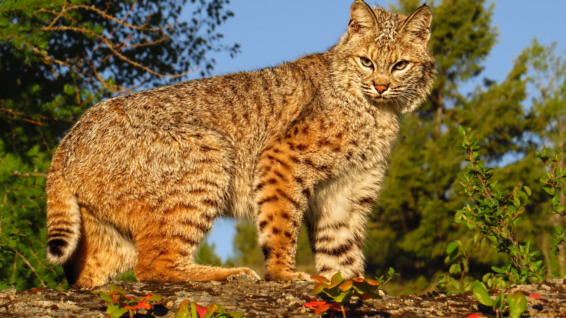 животные, рыси, рысь, дикая, кошка, хищник