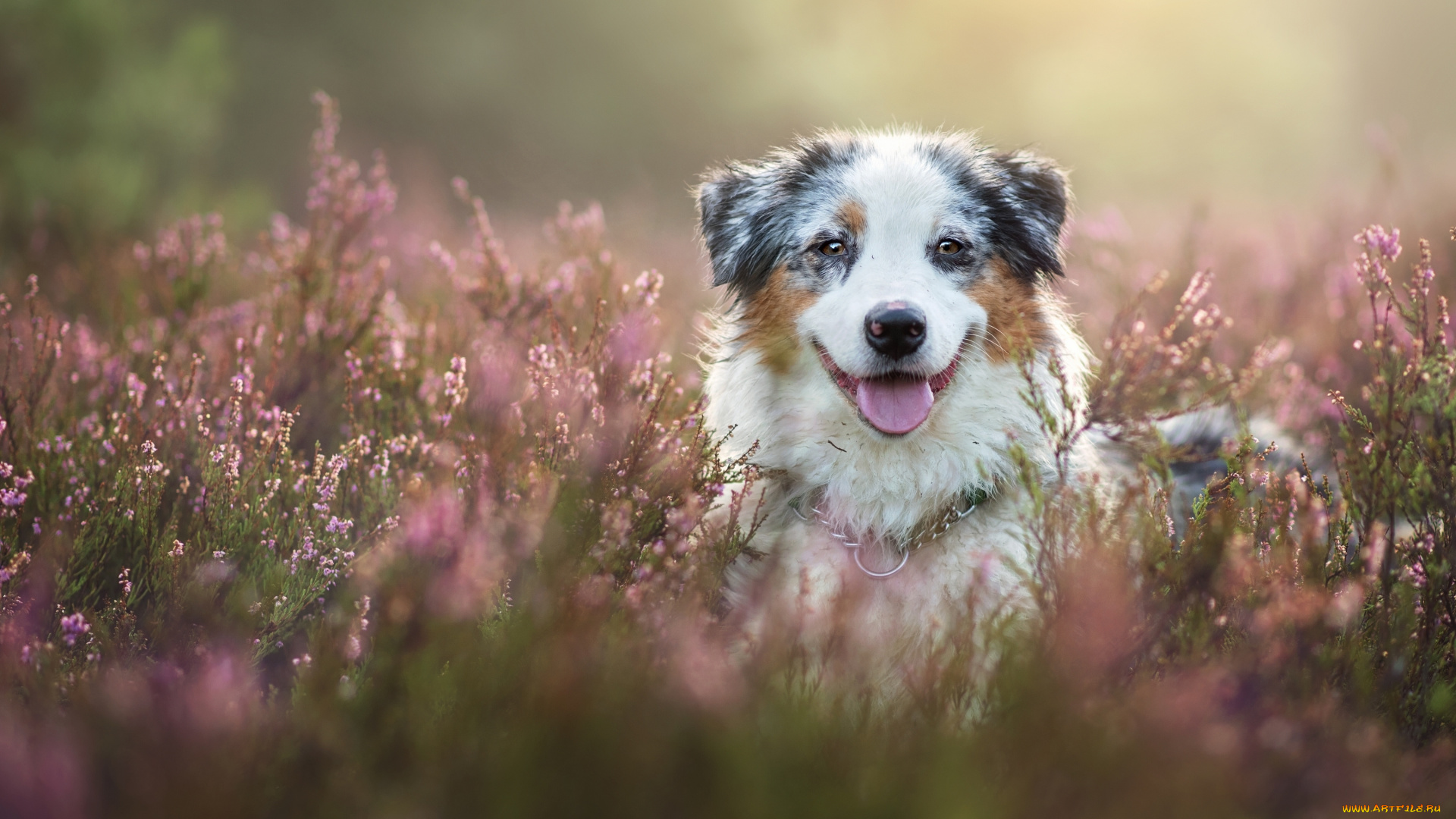 животные, собаки, австралийская, овчарка, аусси, собака, морда, вереск