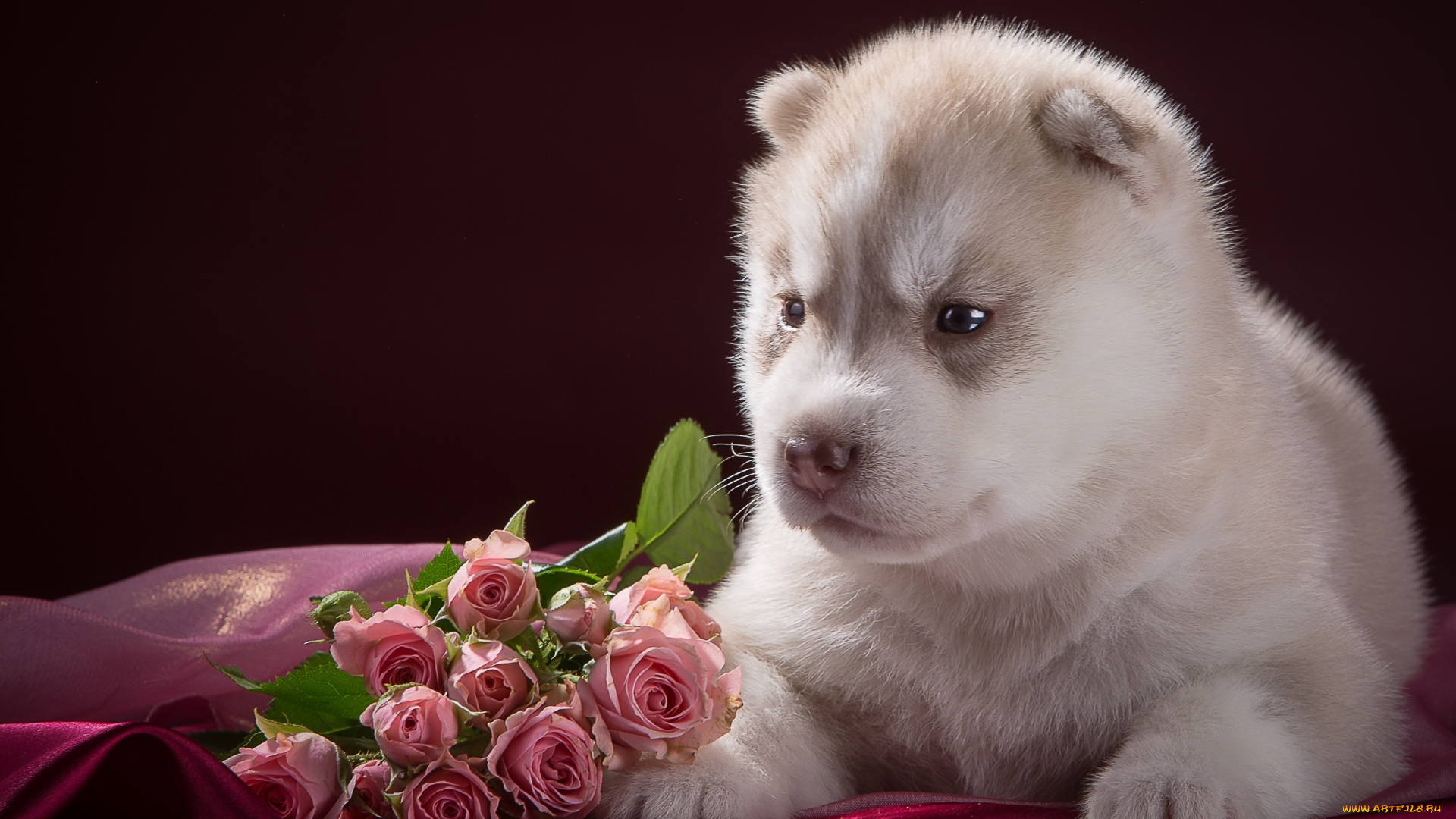 животные, собаки, розы, порода, щенок, малыш, хаски