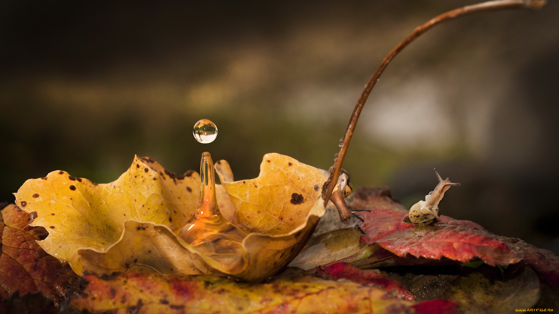 животные, улитки, вода, капля, сырость, осень, лист