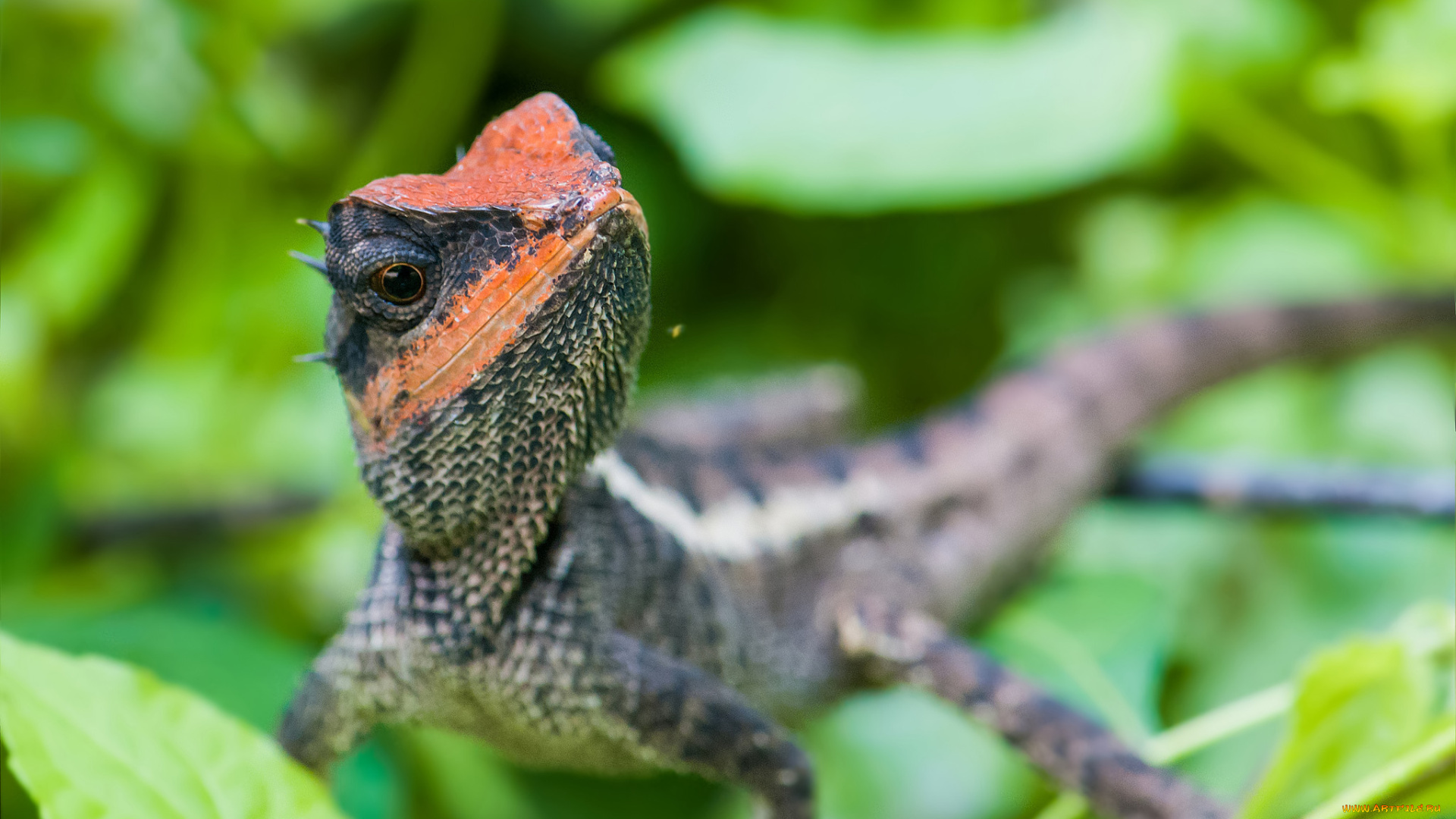 животные, Ящерицы, , игуаны, , вараны, ящерица