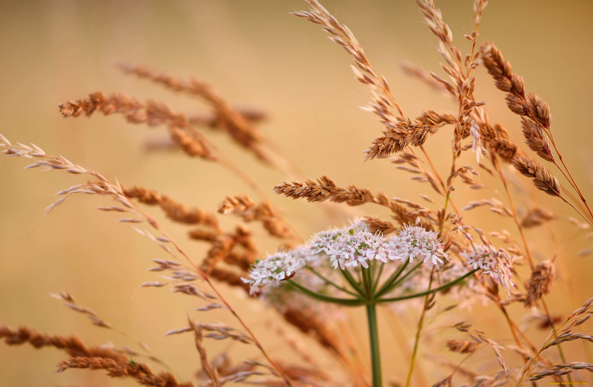 цветы, луговые, , полевые, , цветы, колосья, цветок, луг