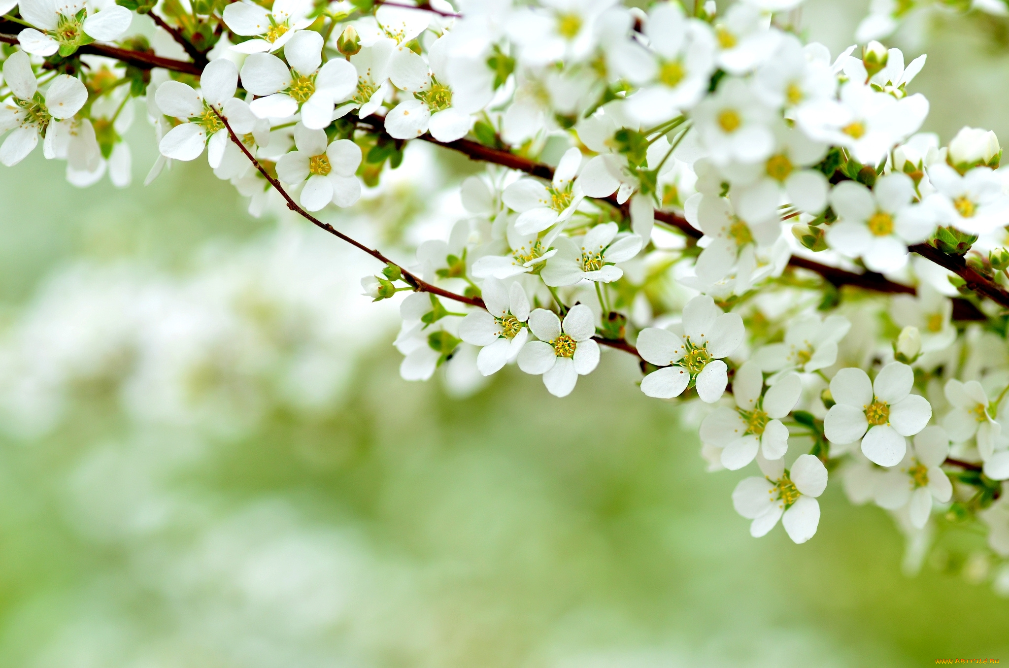 цветы, цветущие, деревья, , , кустарники, вена, куст, ветка