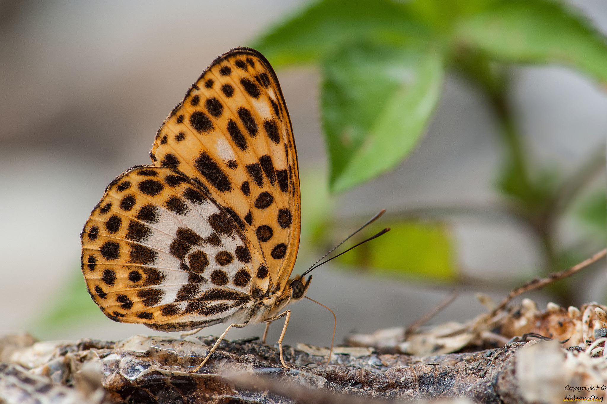 животные, бабочки, , мотыльки, , моли, фон, бабочка, усики, крылья, макро