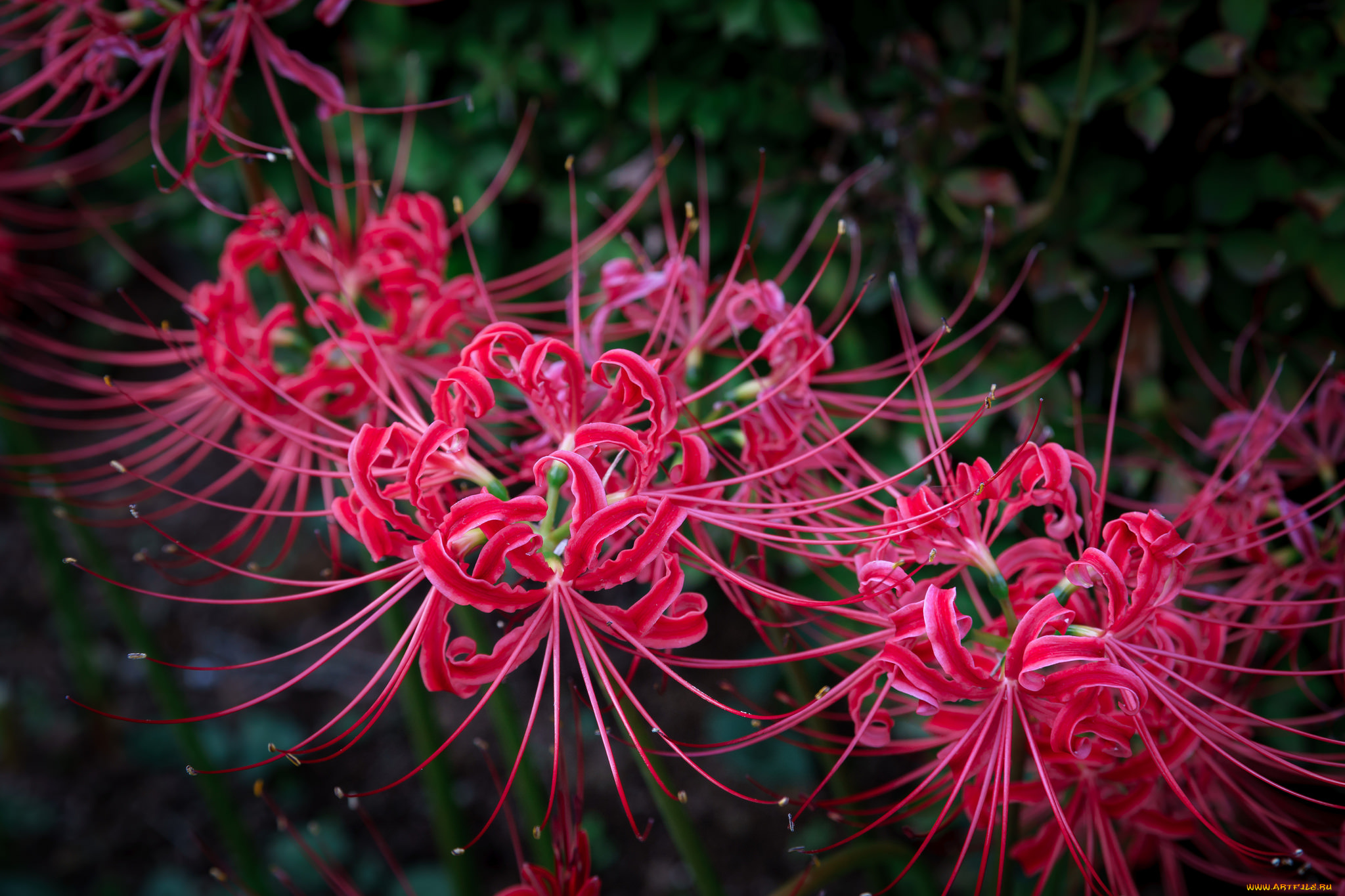 цветы, лилии, , лилейники, красные