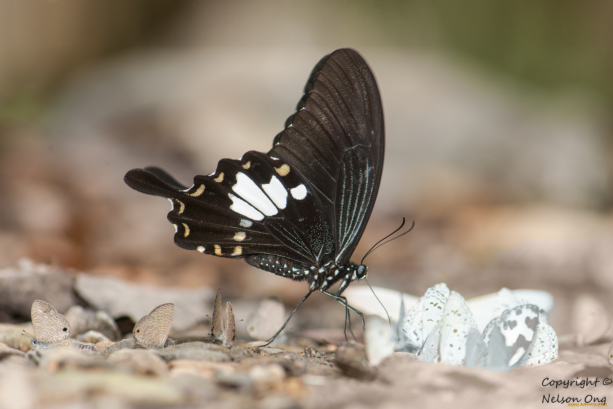 животные, бабочки, , мотыльки, , моли, бабочка, макро, фон, усики, крылья