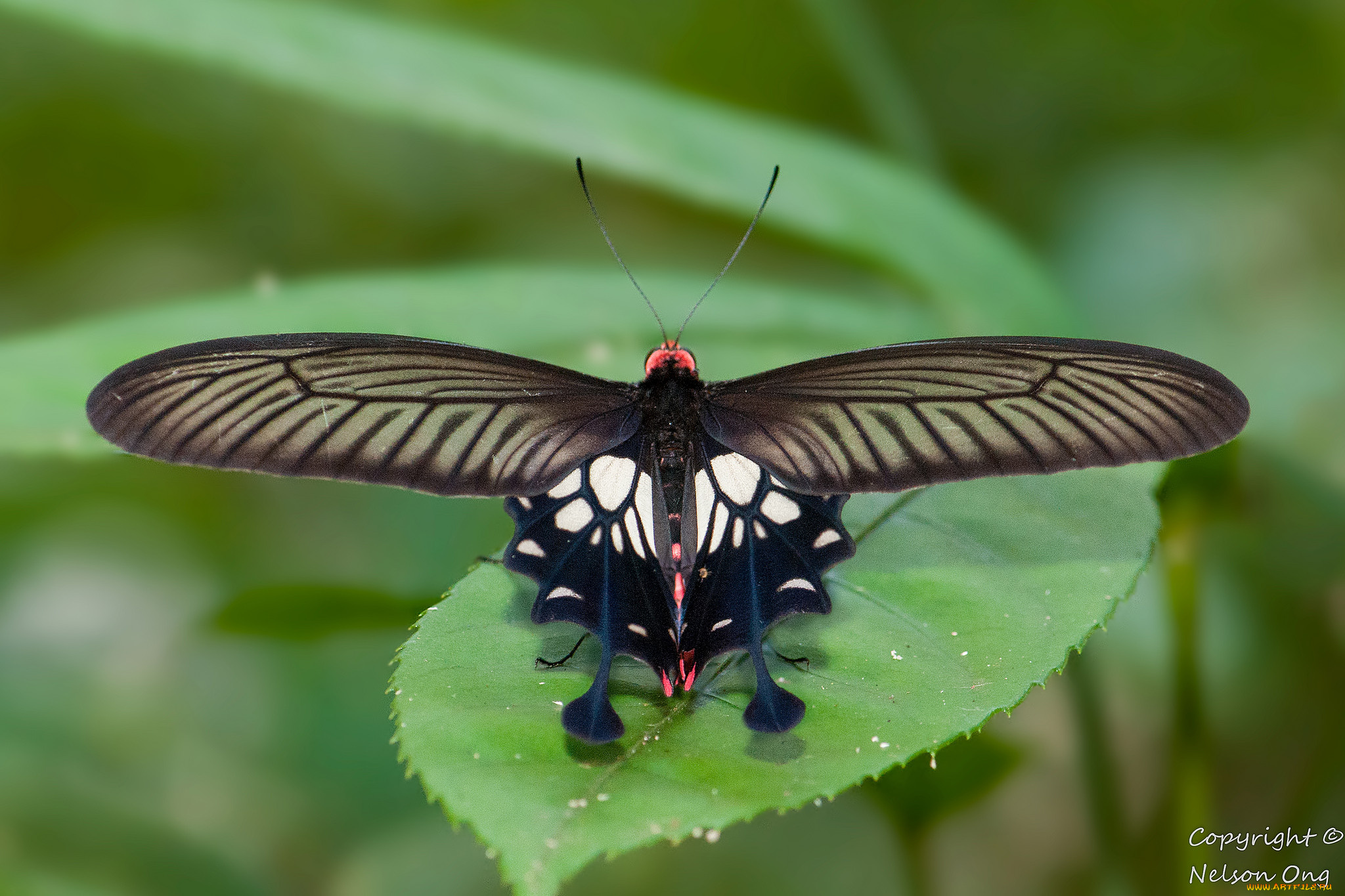 животные, бабочки, , мотыльки, , моли, фон, макро, усики, бабочка, крылья