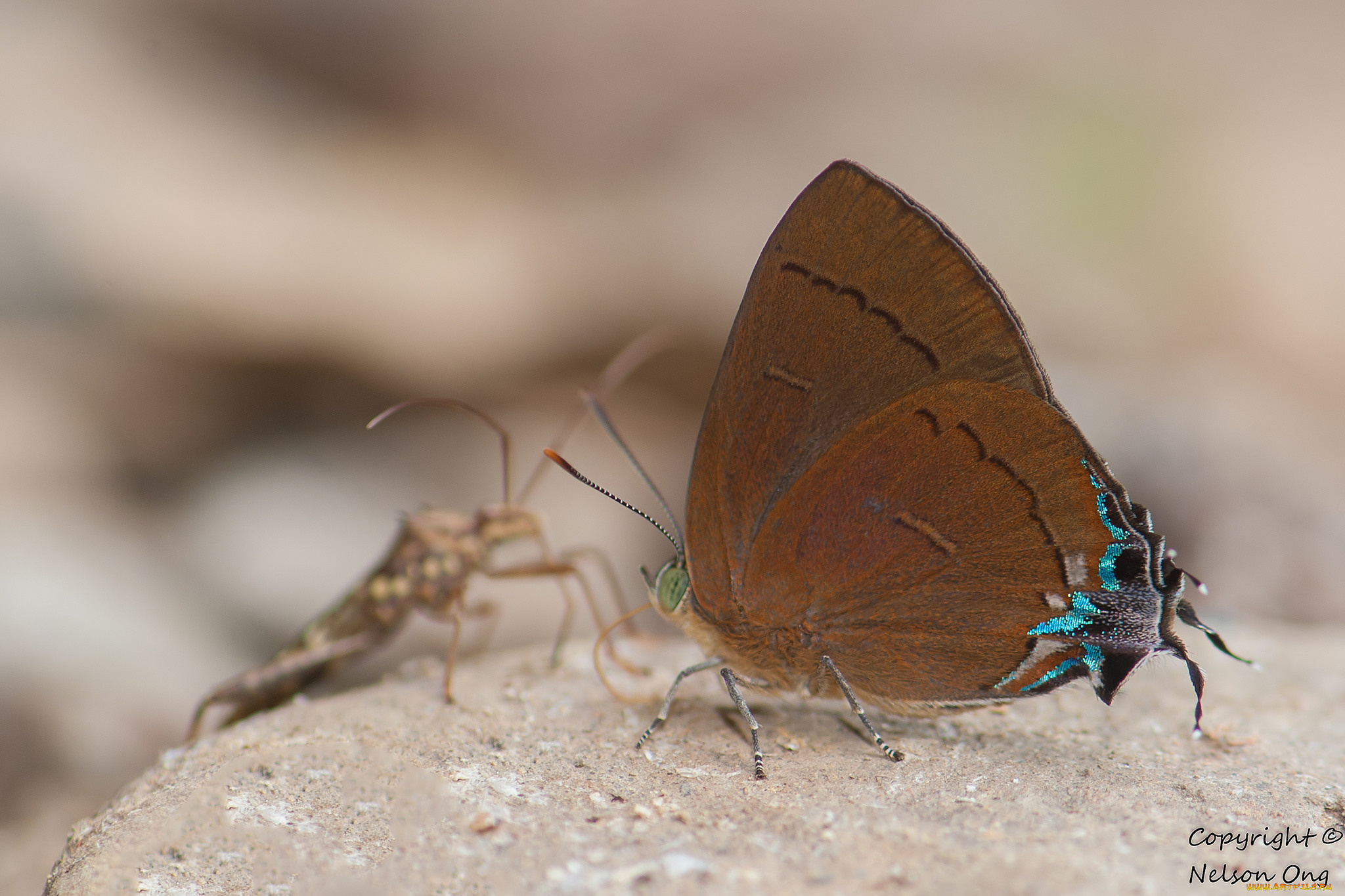 животные, бабочки, , мотыльки, , моли, усики, крылья, бабочка, фон, макро