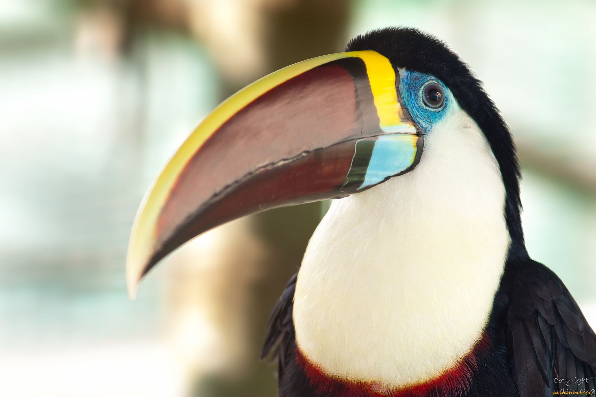животные, туканы, клюв, птица, тукан, портрет