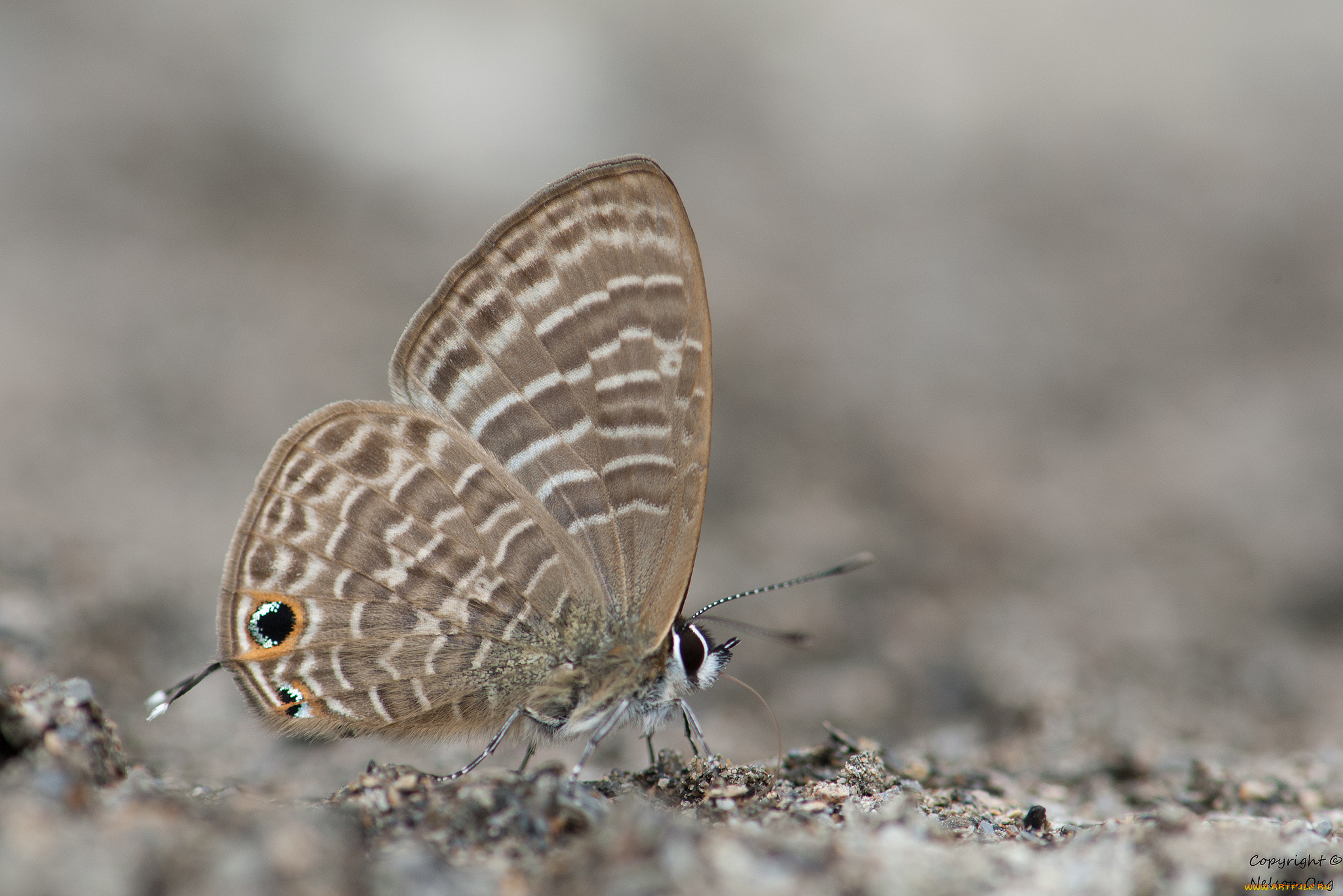 животные, бабочки, , мотыльки, , моли, бабочка, фон, макро, усики, крылья