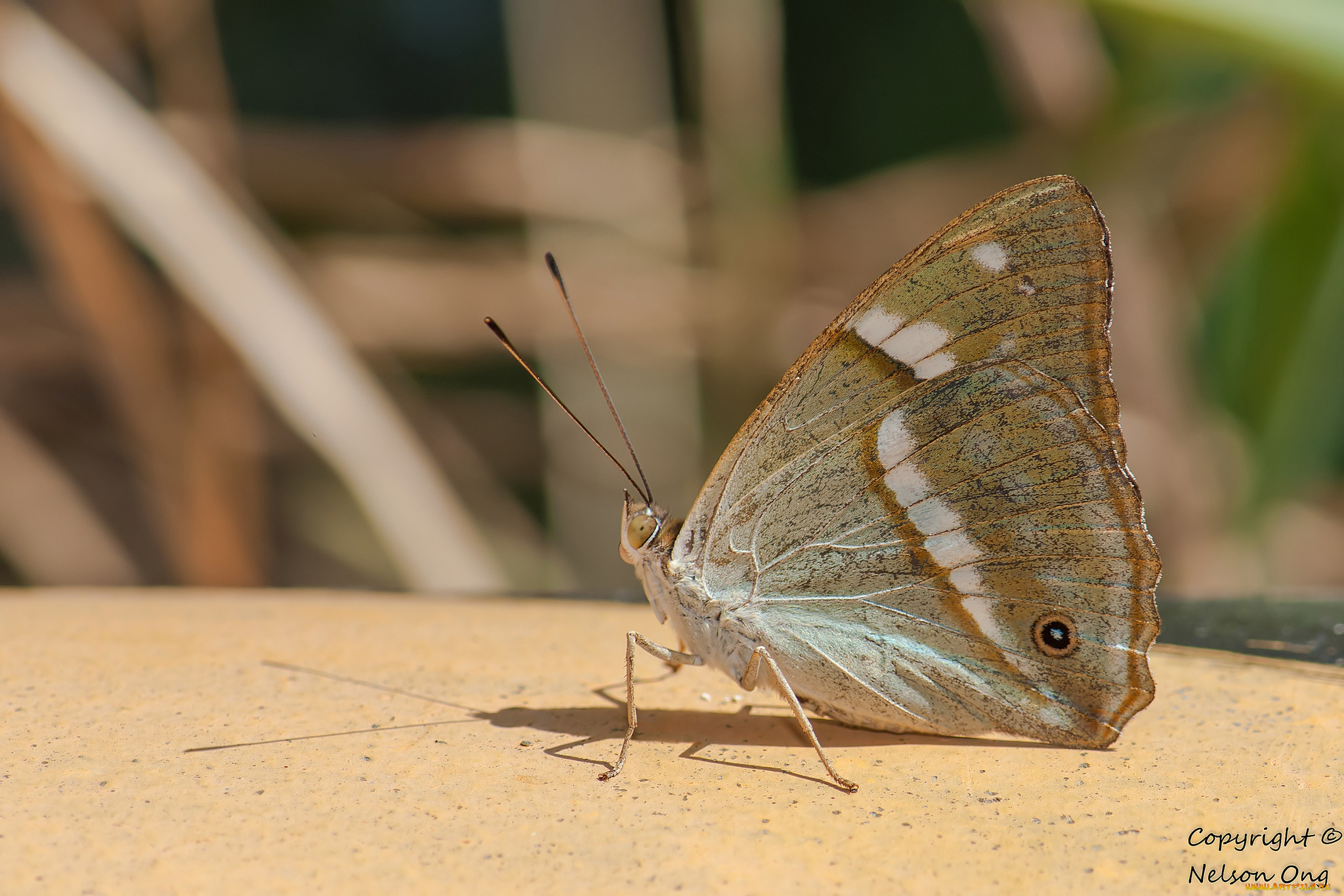 животные, бабочки, , мотыльки, , моли, бабочка, макро, усики, фон, крылья