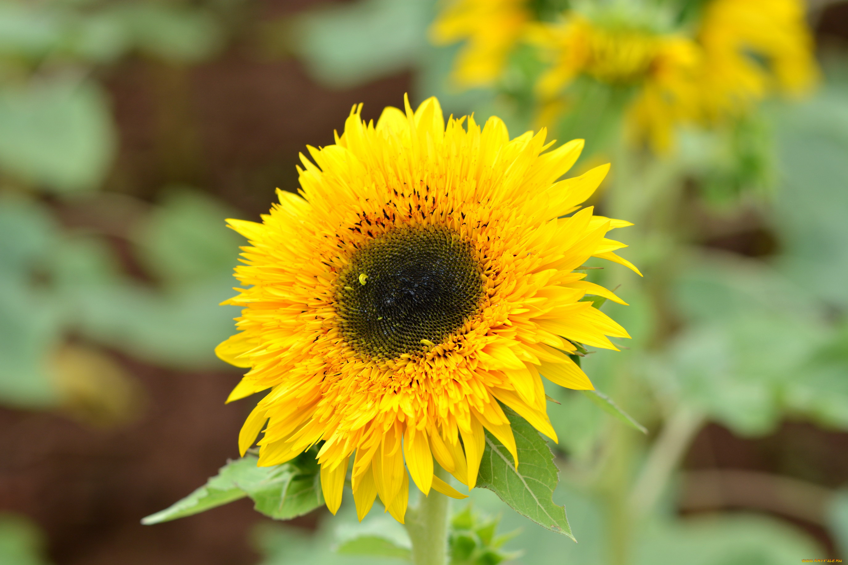 цветы, подсолнухи, подсолнух