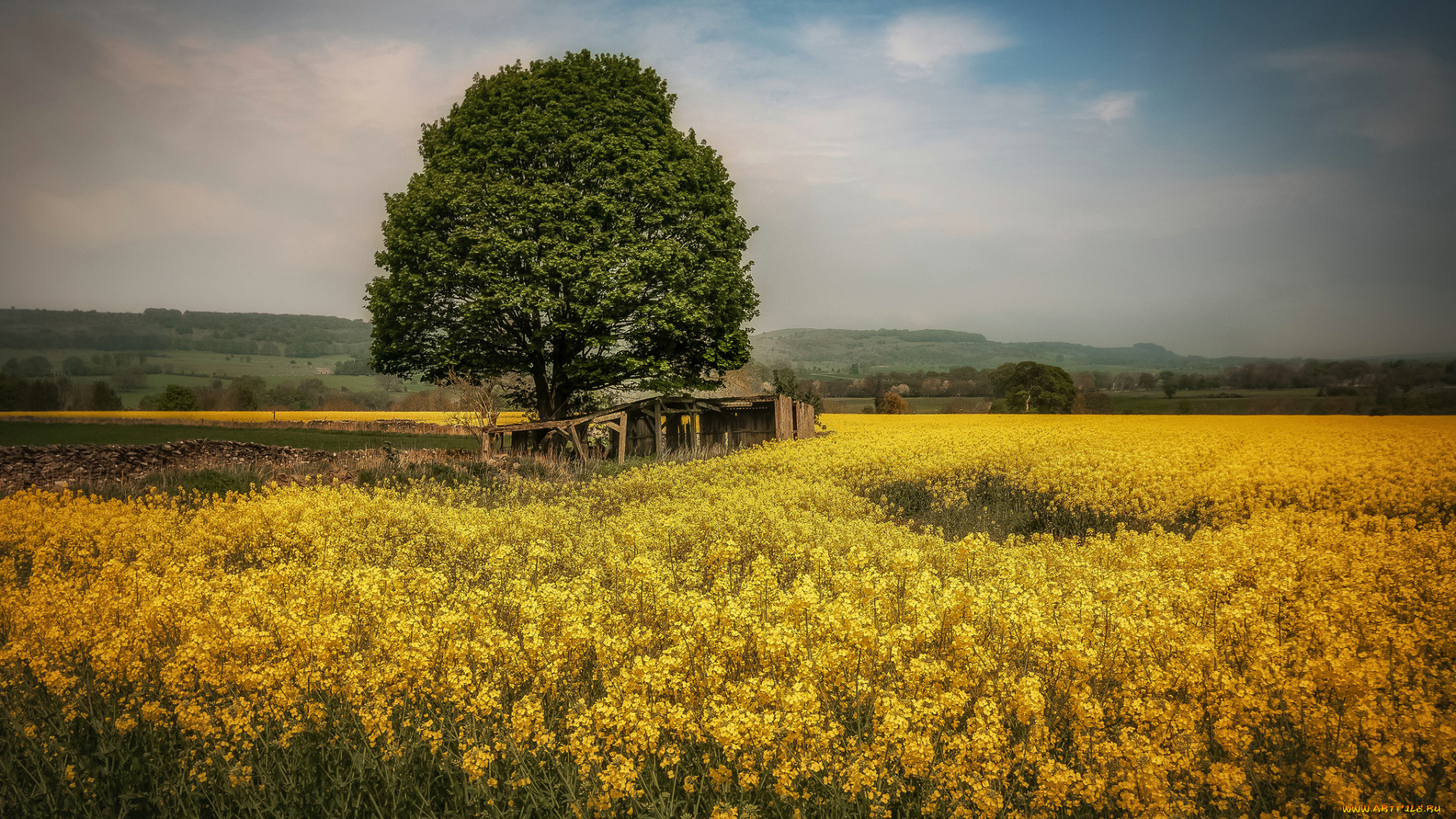 природа, поля, простор