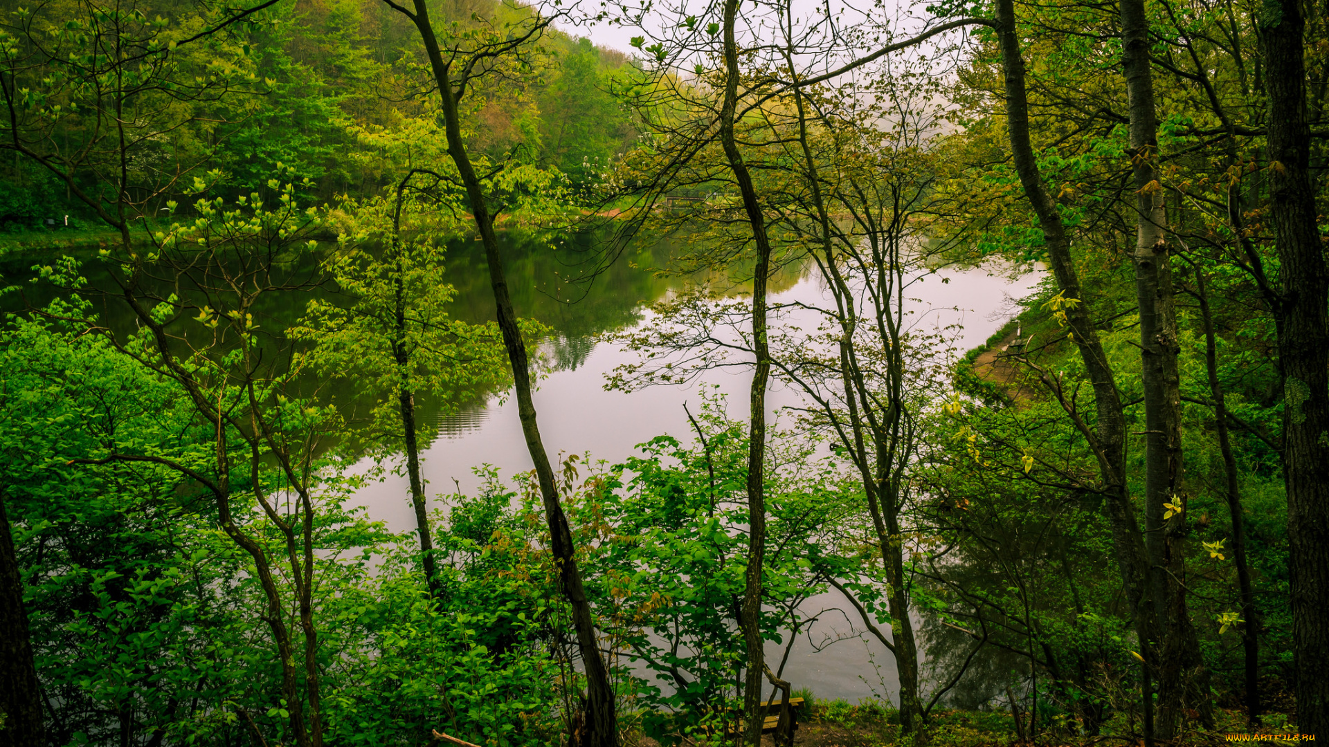 природа, реки, озера, река, лес