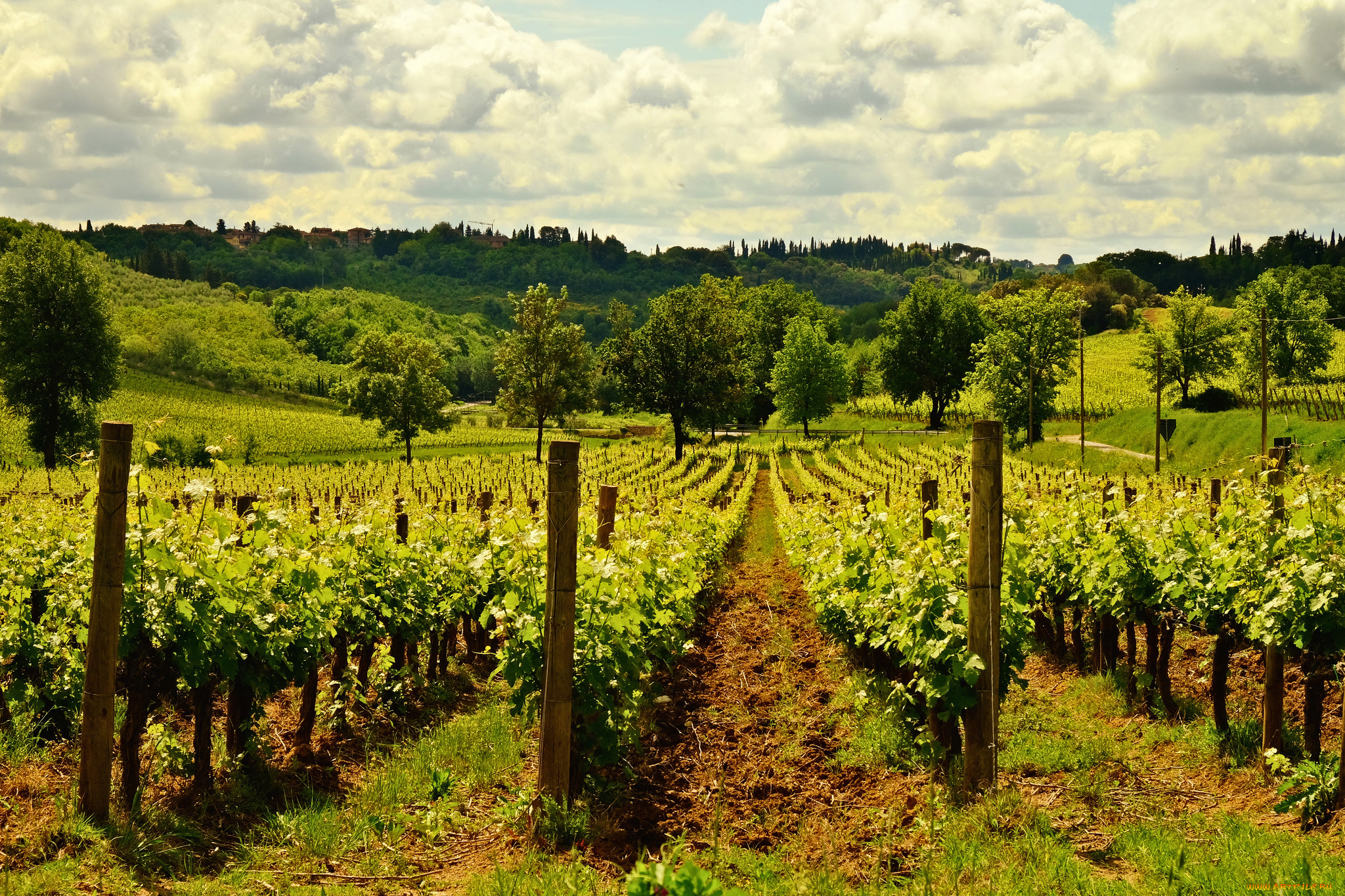 природа, поля, виноградник