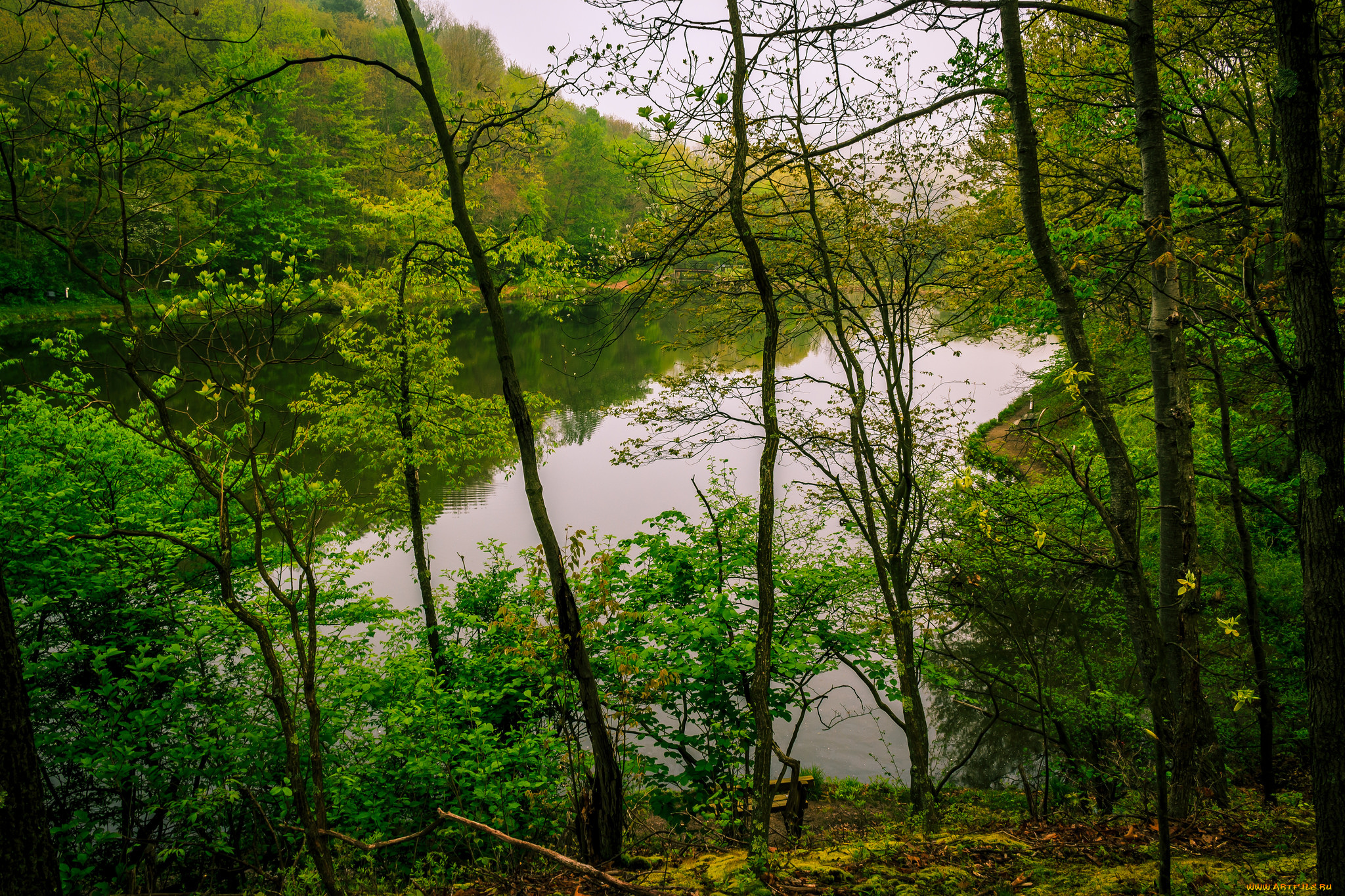 природа, реки, озера, река, лес