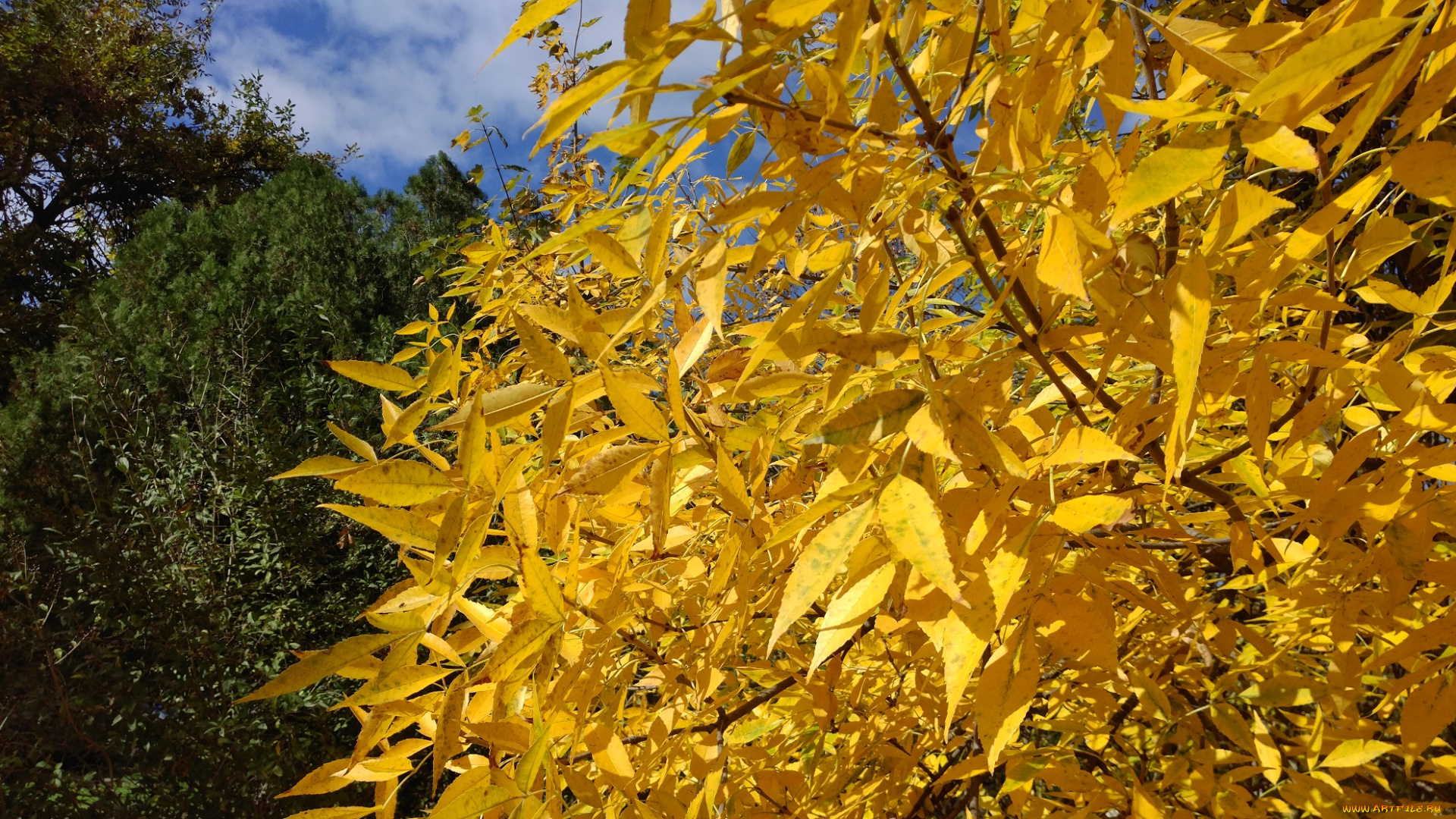 природа, деревья, осень, октябрь, 2017, жёлтые, листья