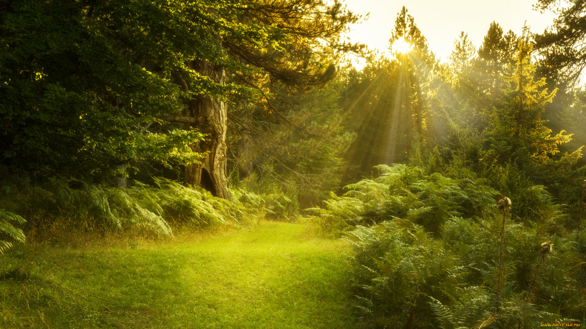 природа, лес, простор