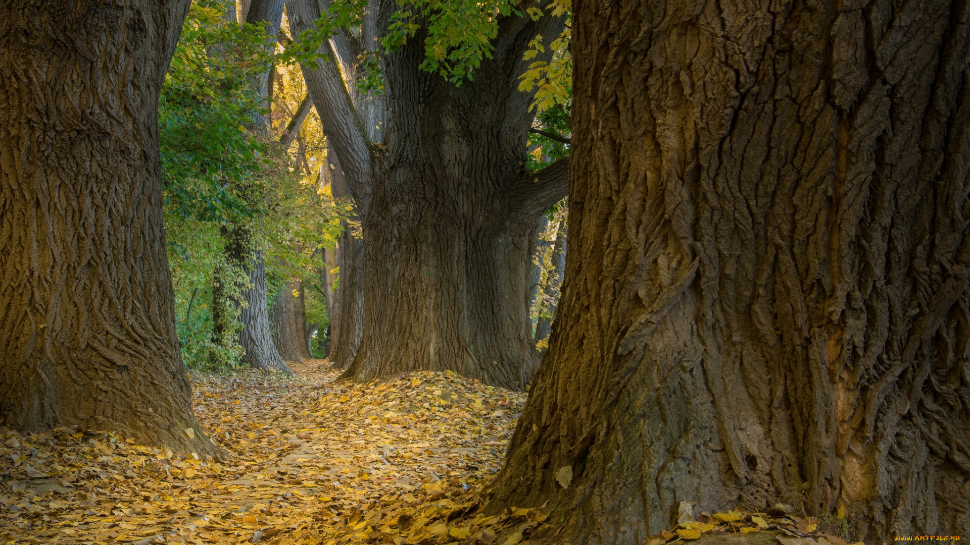 природа, лес, простор